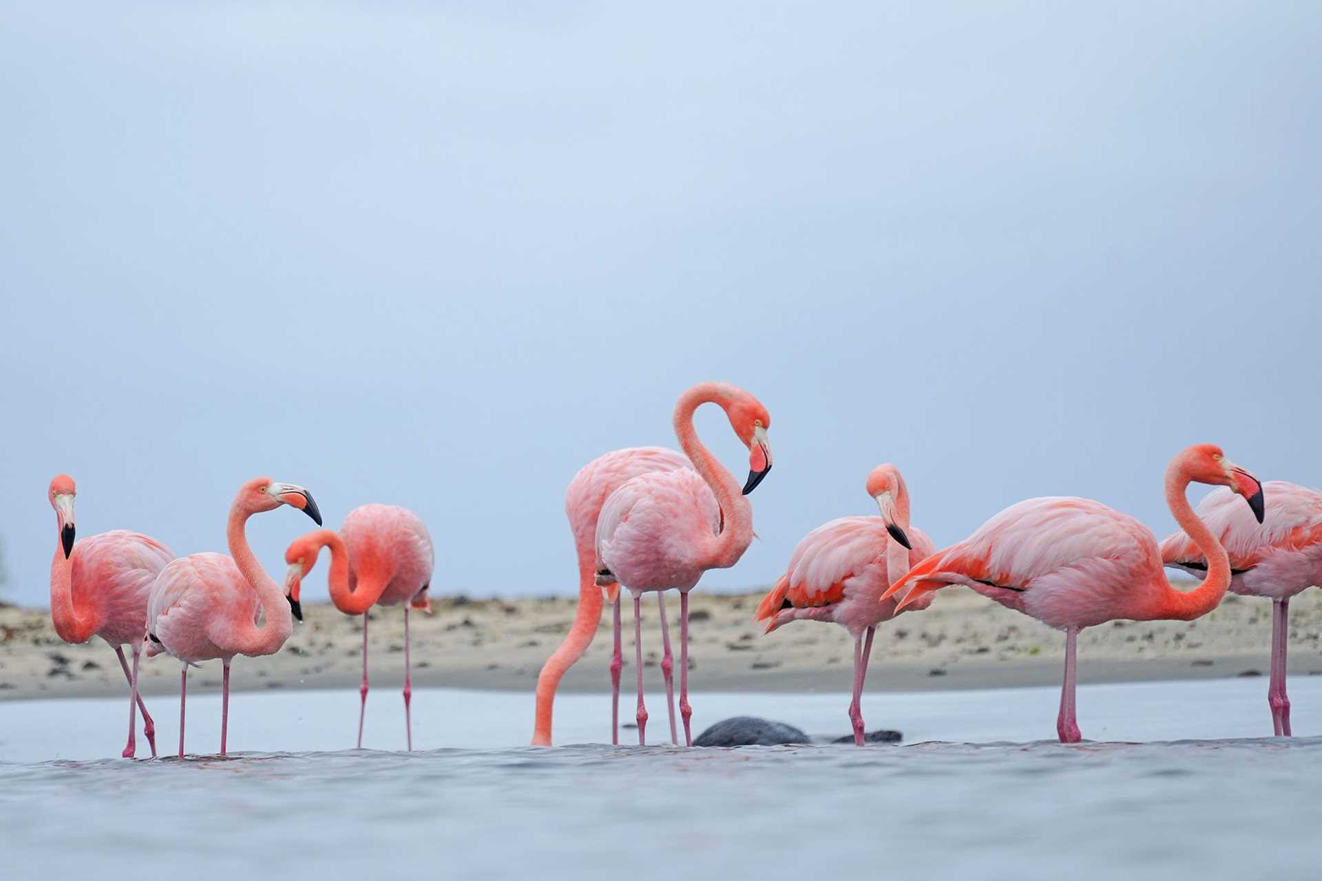 flamingos