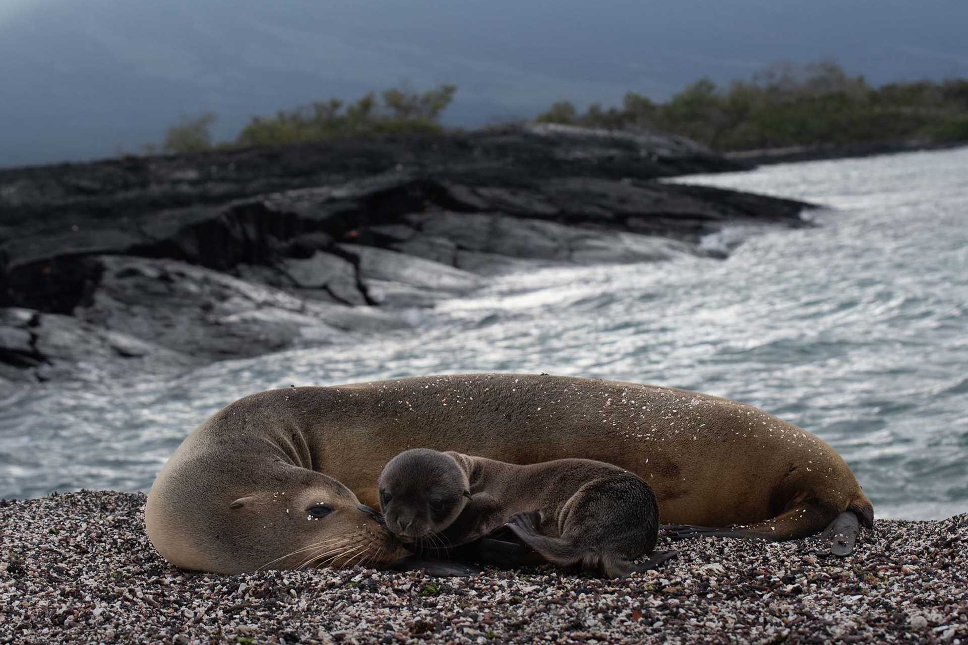 sea lion mother and pup