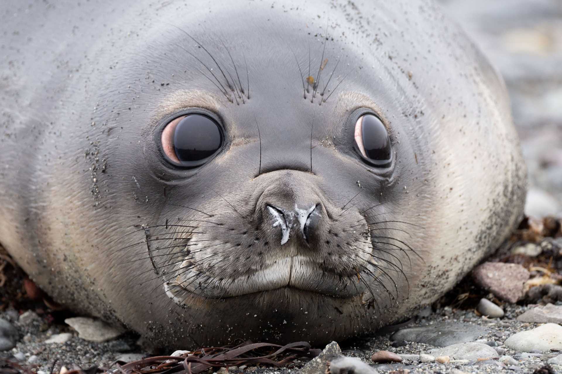baby elephant seal