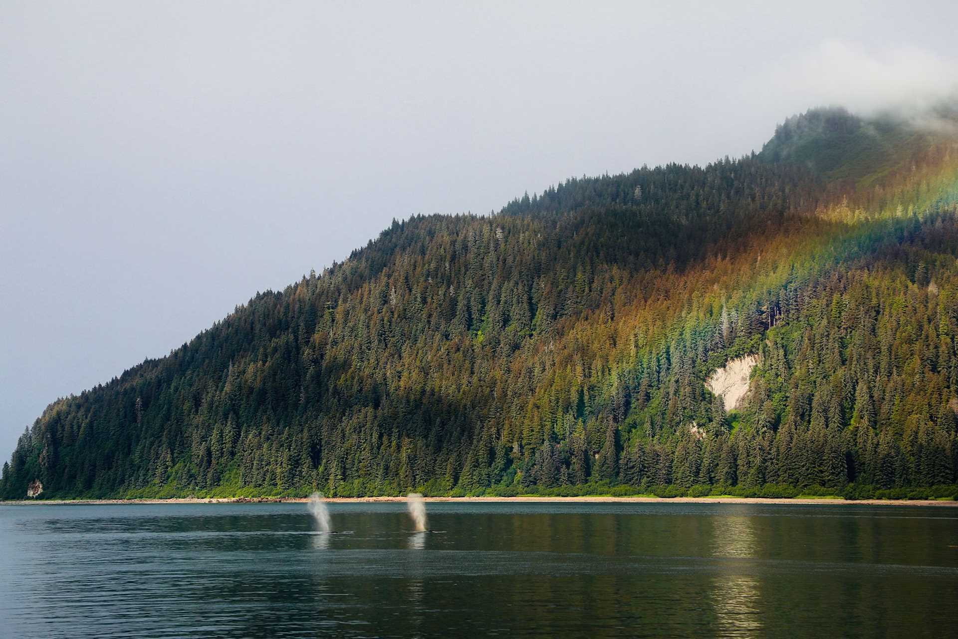 humpback whales and rainbow