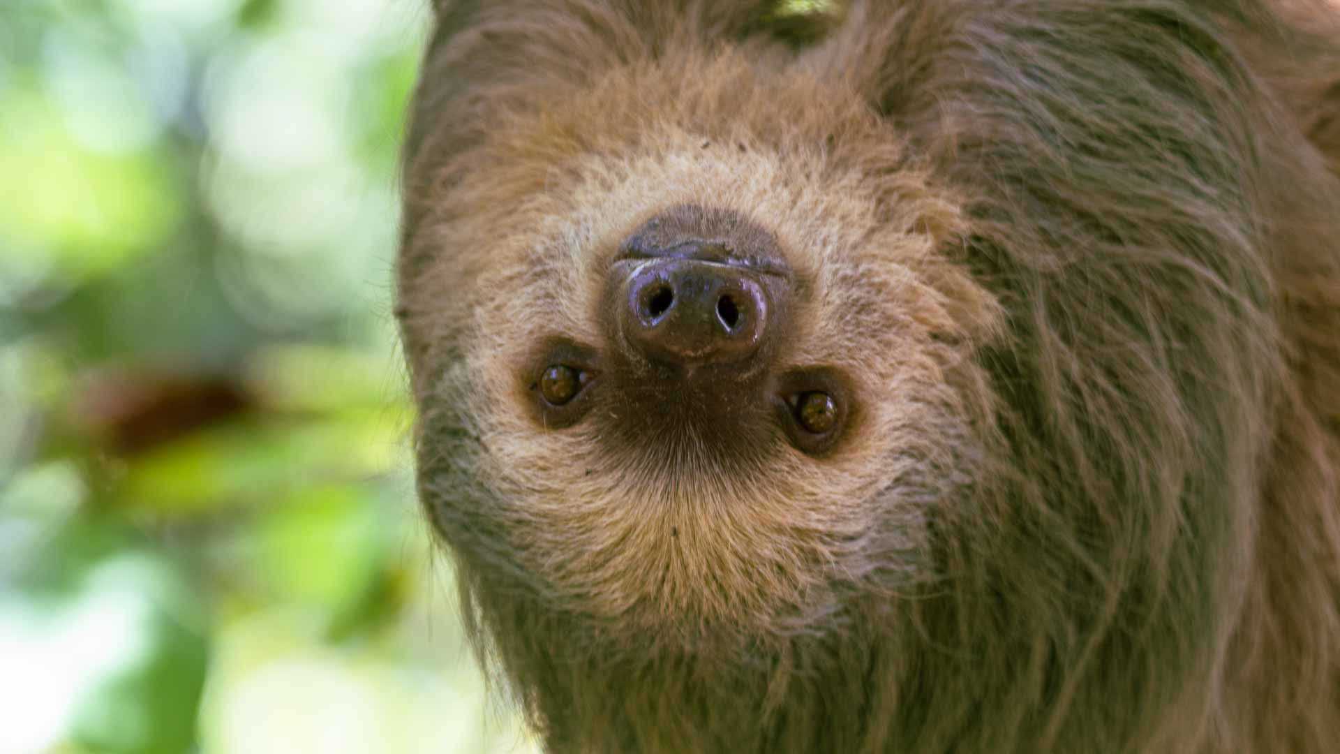 sloth face
