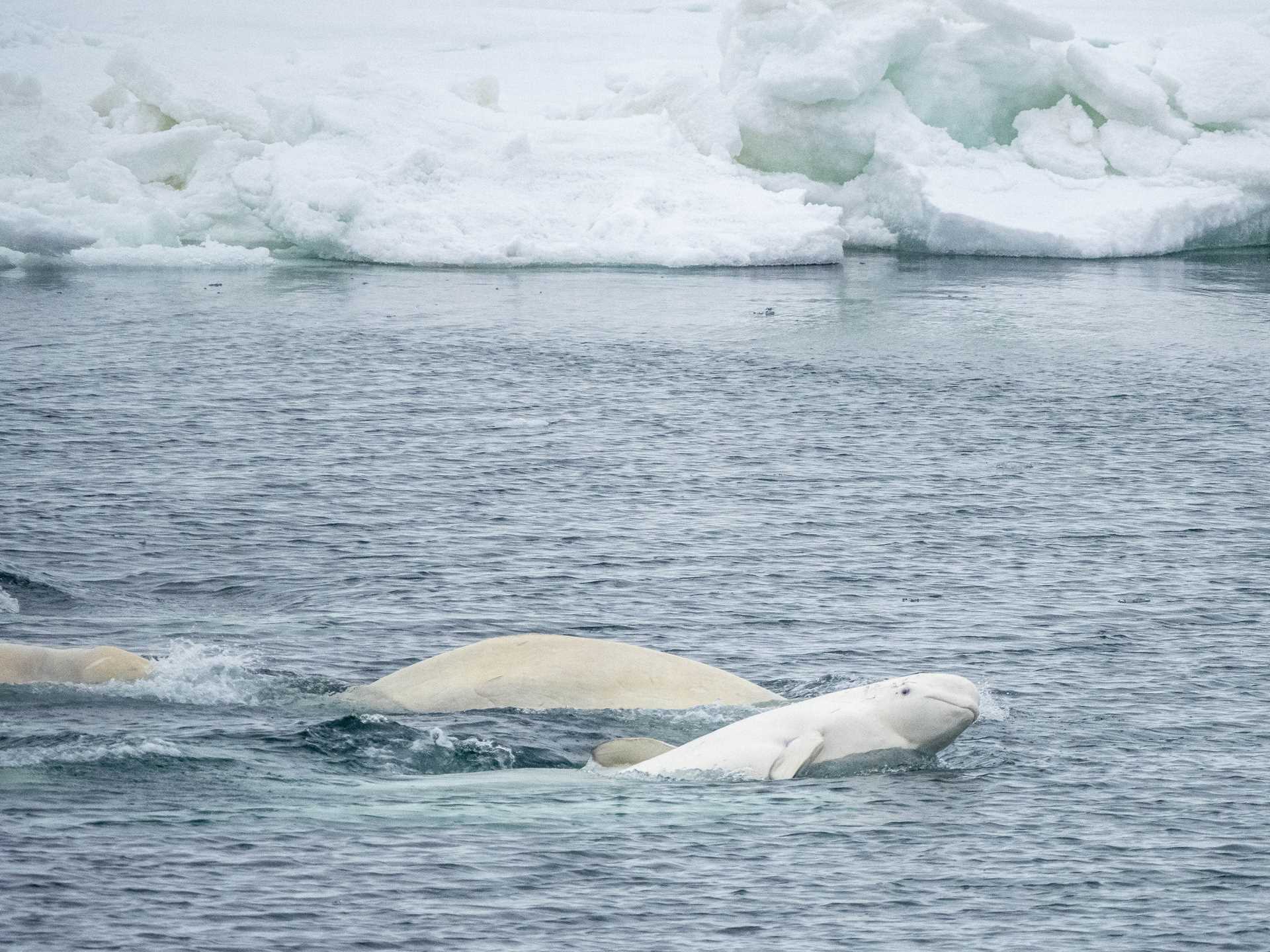 Beluga whales breach in Svalbard, Norway