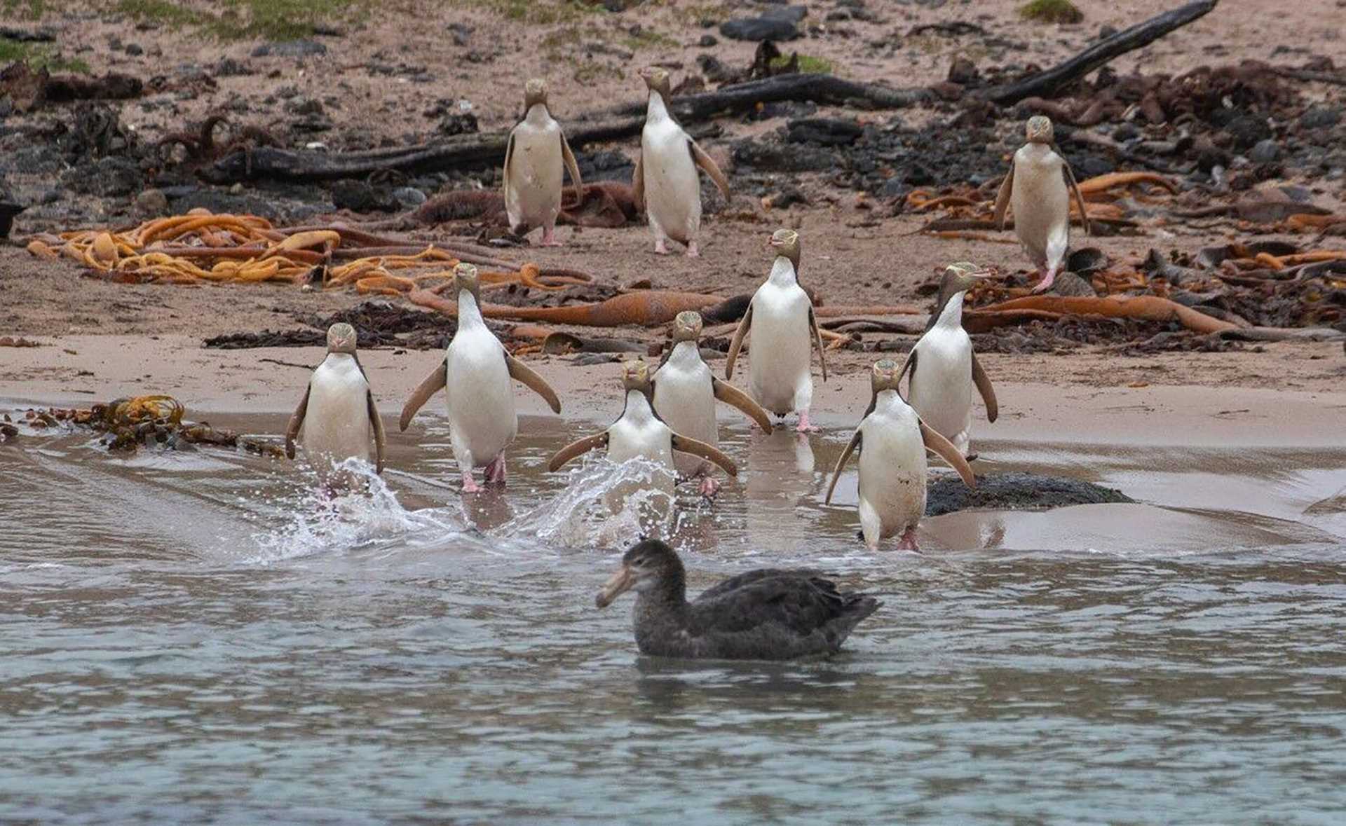 yellow eyed penguins