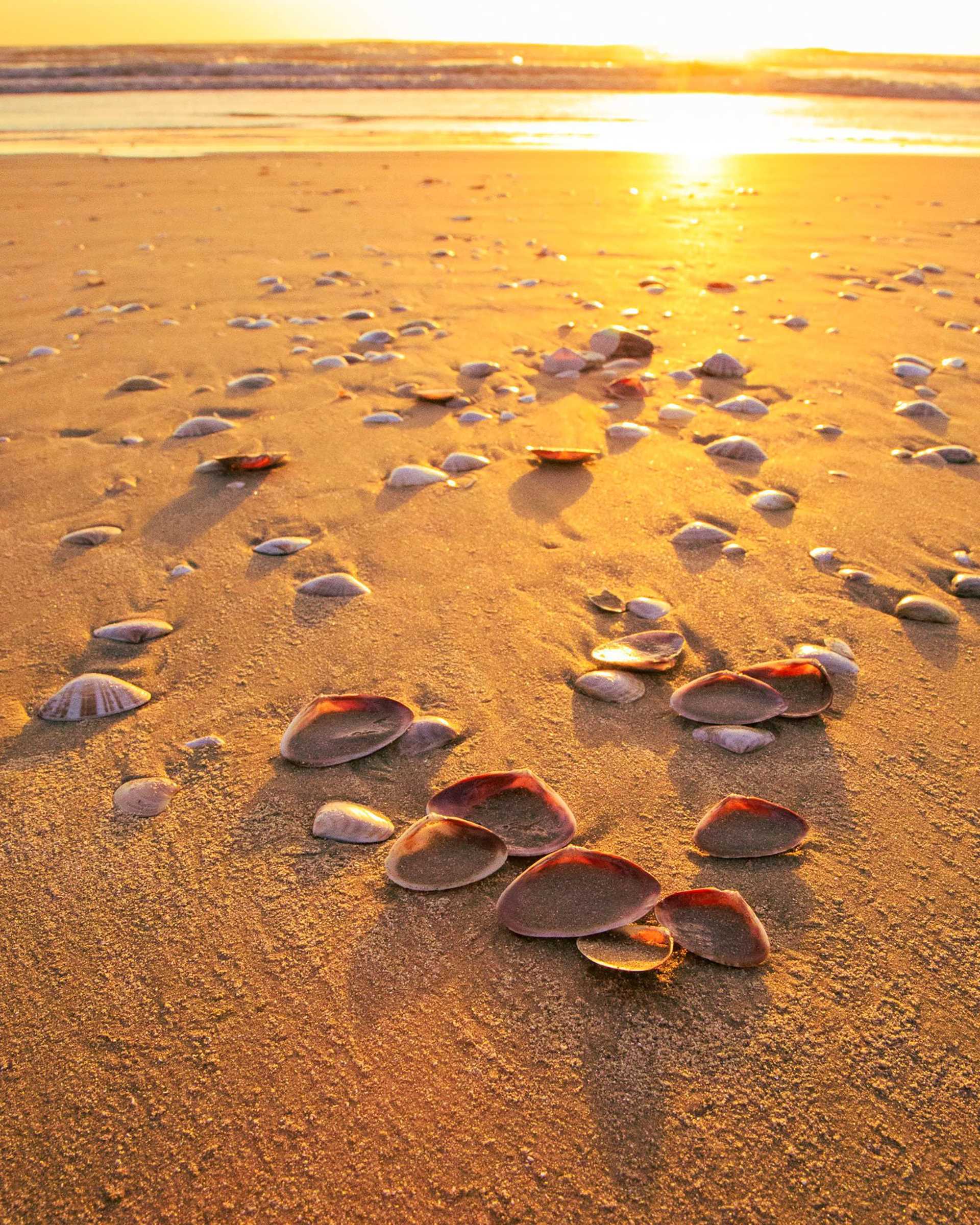 seashells on beach