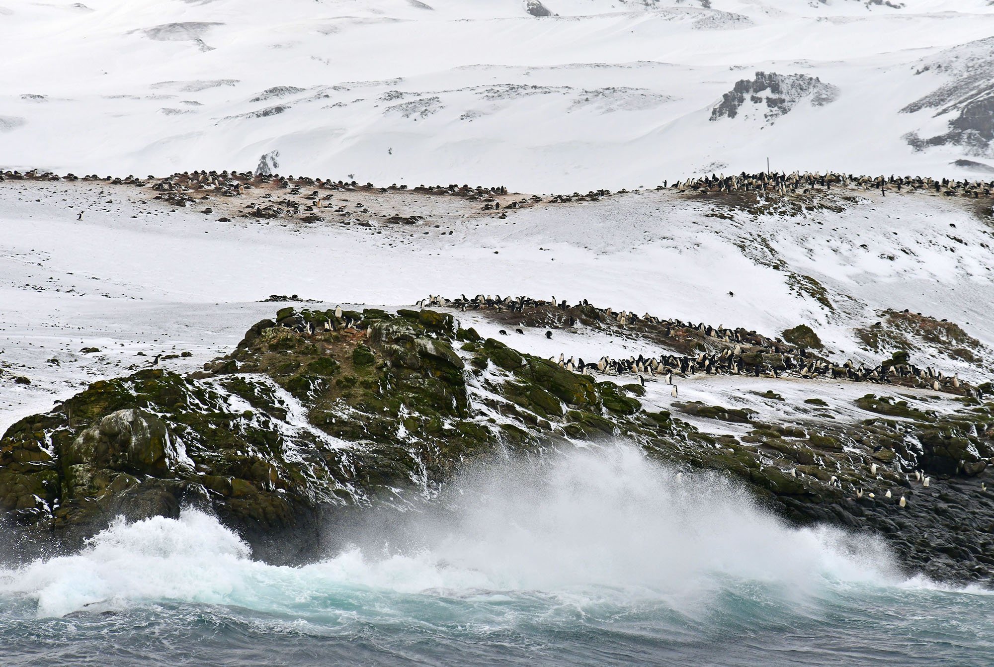 penguins on rock with waves