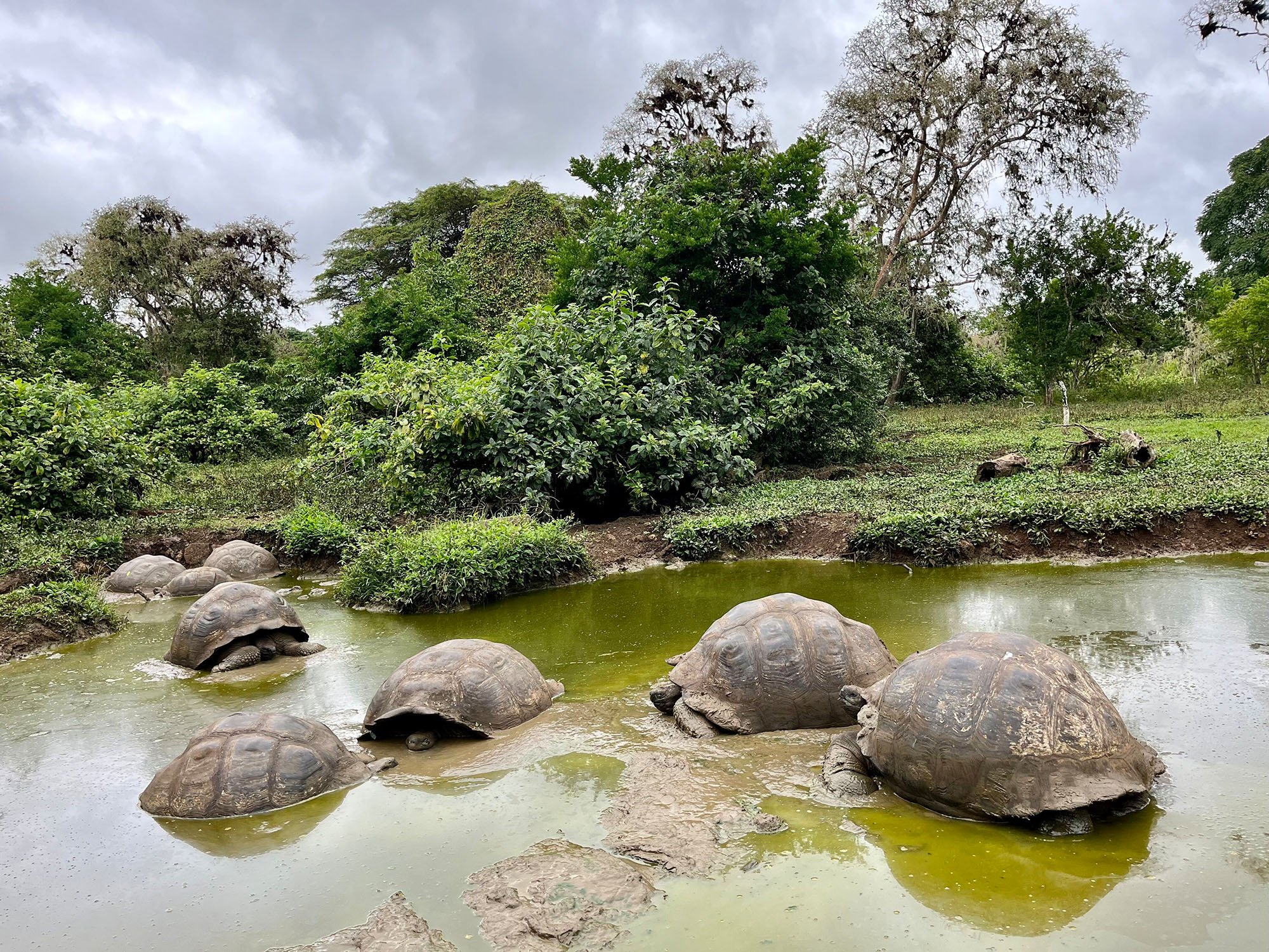 five sleeping tortoises