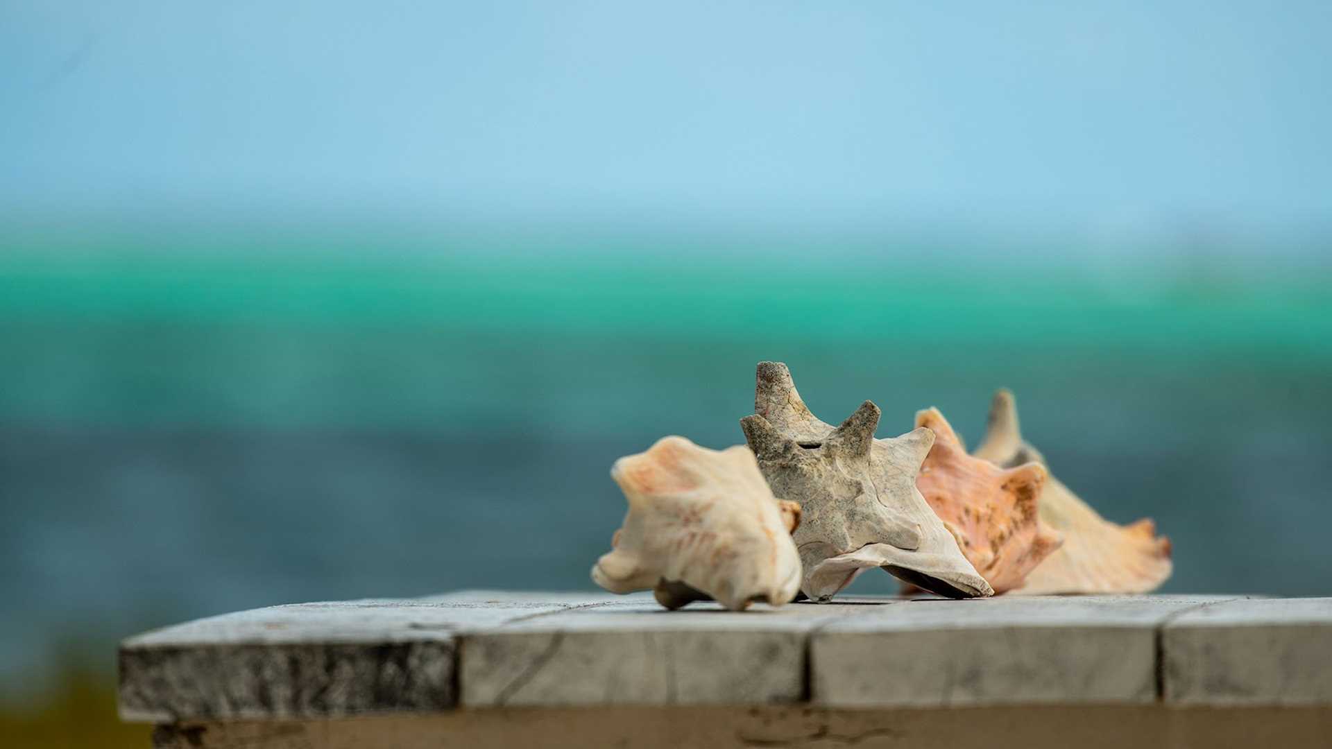 conch shell on picnic table