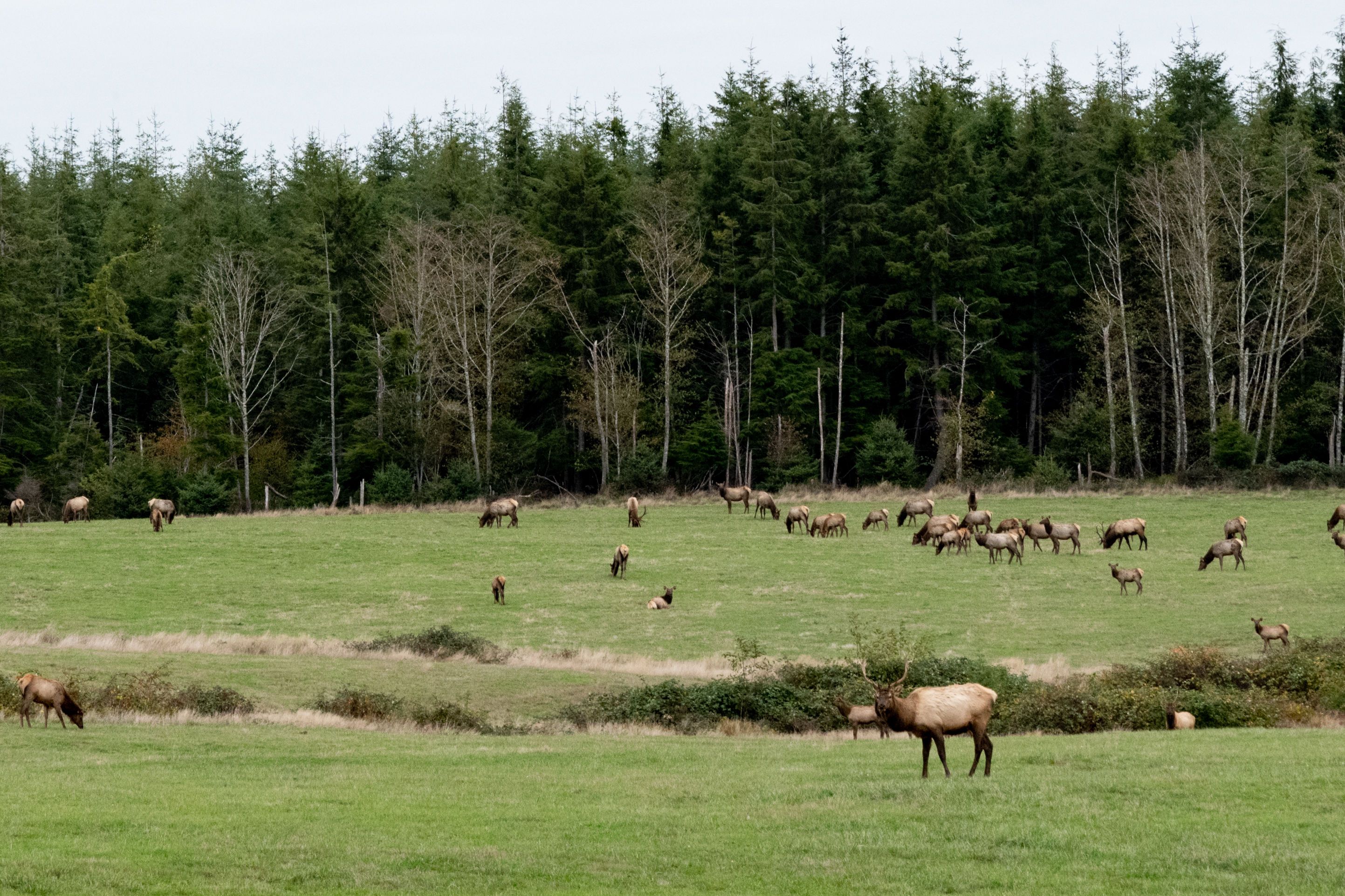 field full of elk
