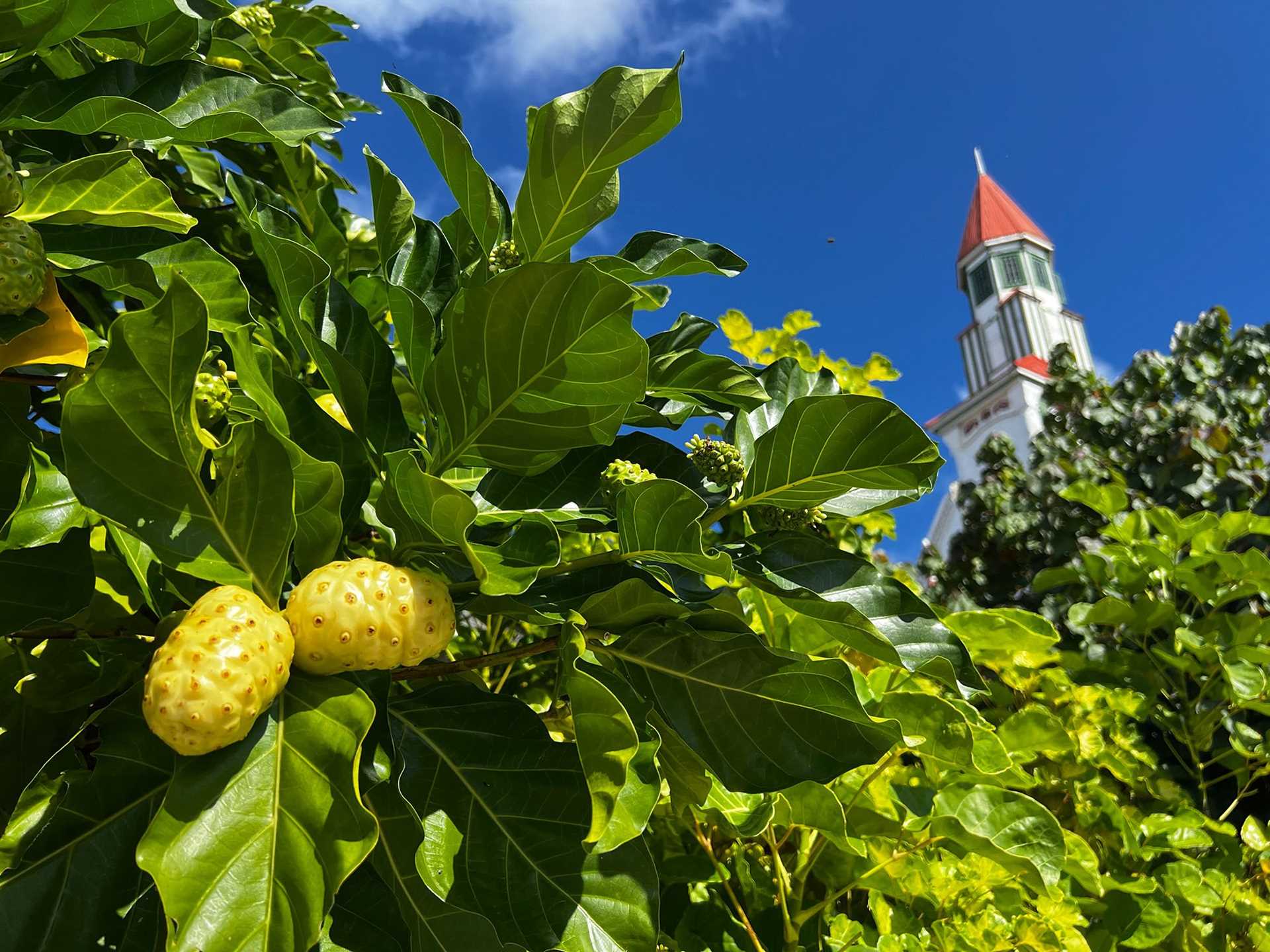yellow fruits on a tree with a church in the background