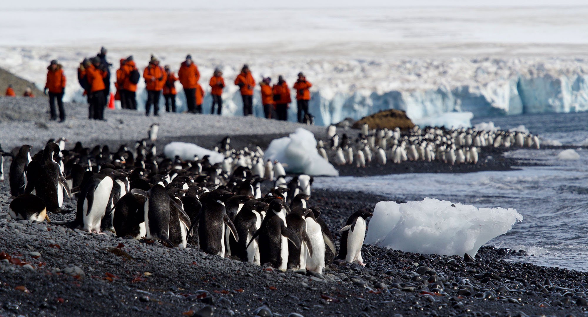 penguins with humans in the background