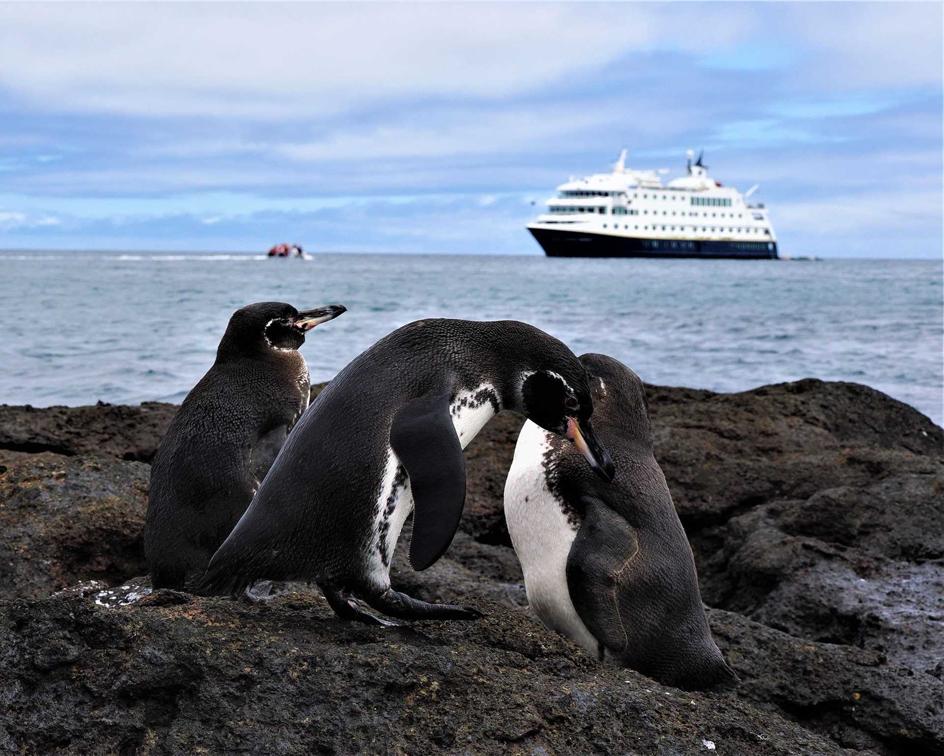 galapagos penguins and national geographic endeavour ii