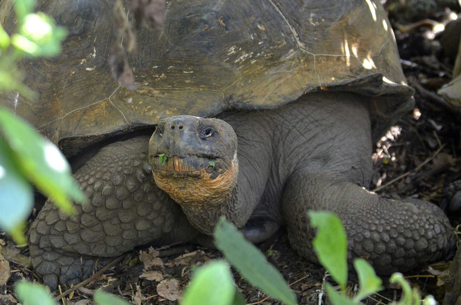 giant tortoise