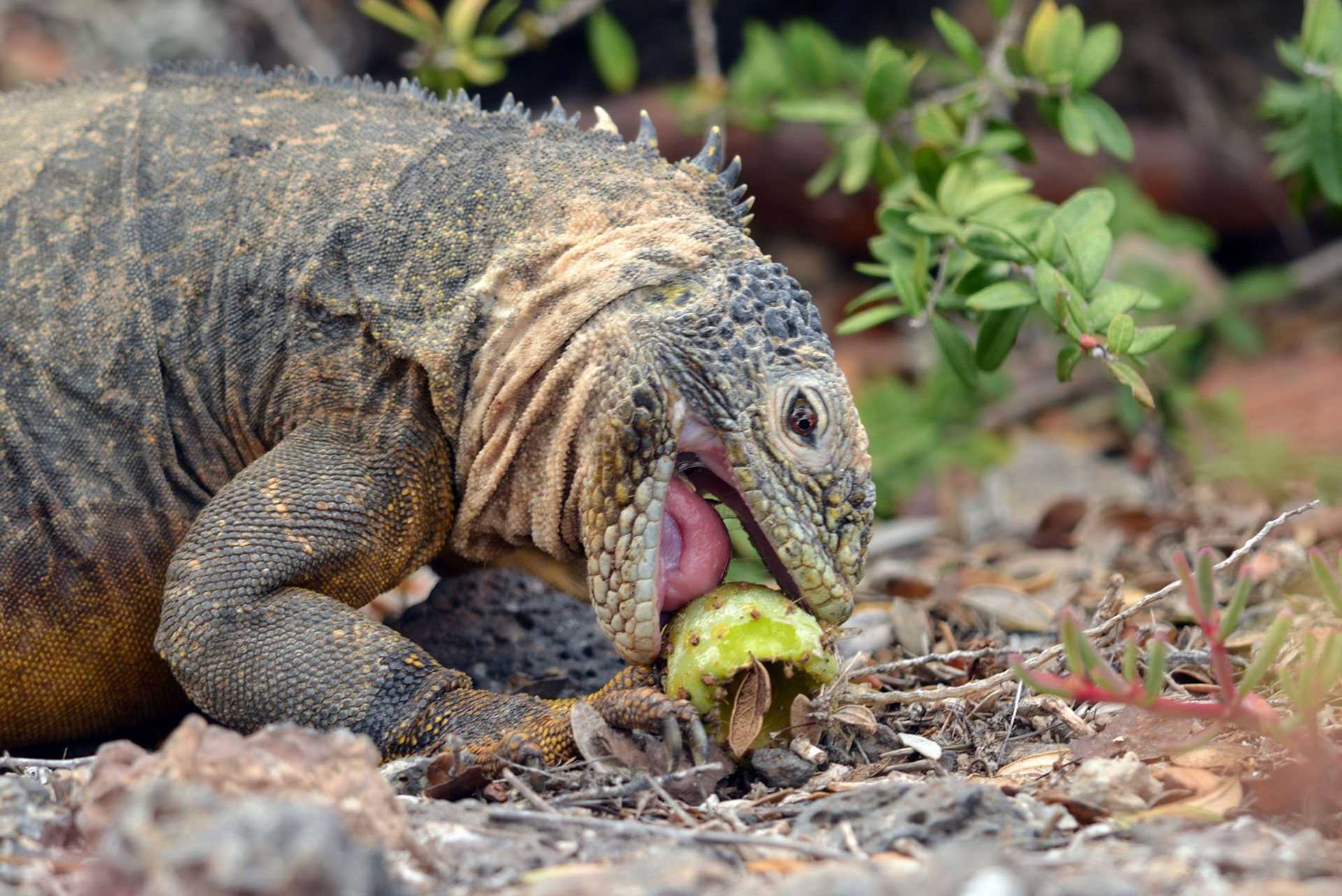 land iguana eating cactus fruit