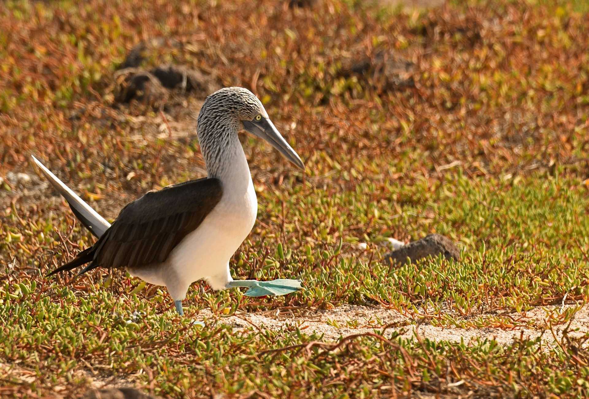 blue footed booby