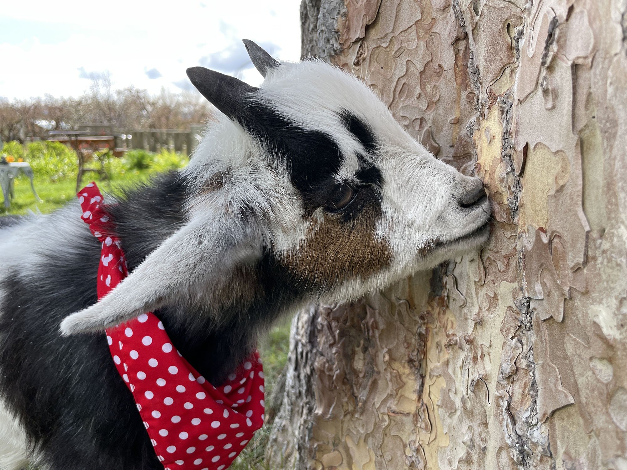 goat in a red bandana eating tree bark