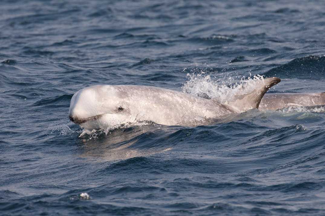 Rissos dolphin in Scottish waters.jpg