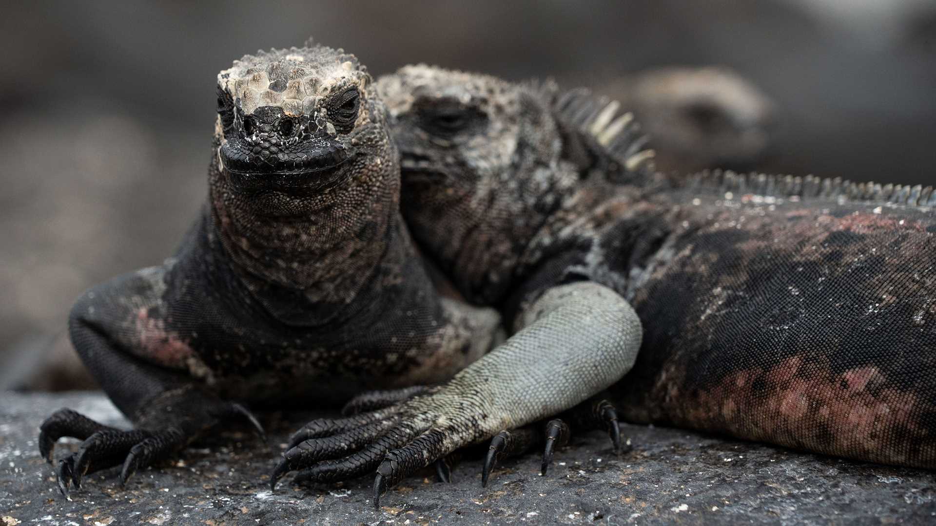 two marine iguanas