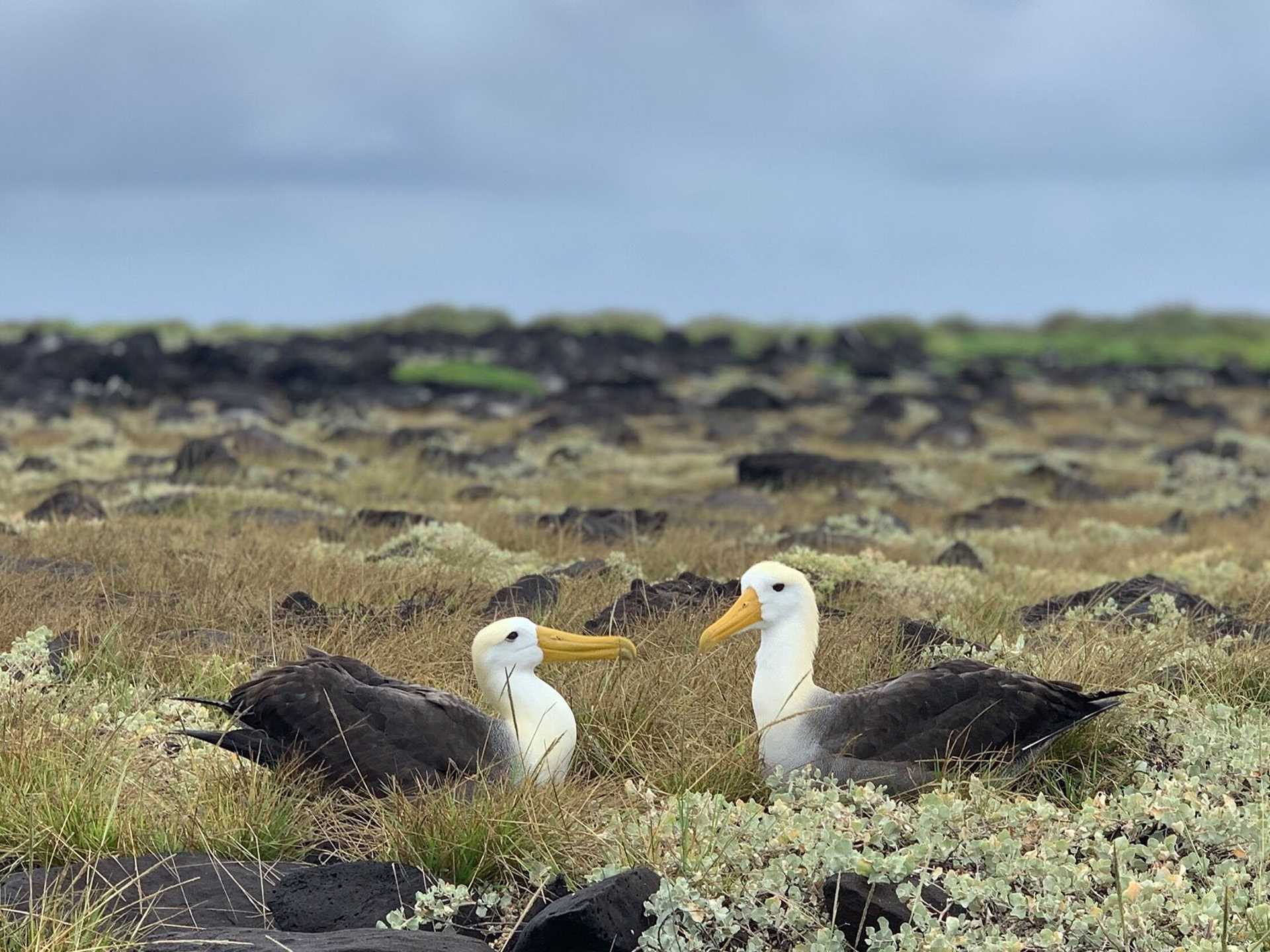 two waved albatrosses sitting in the grass