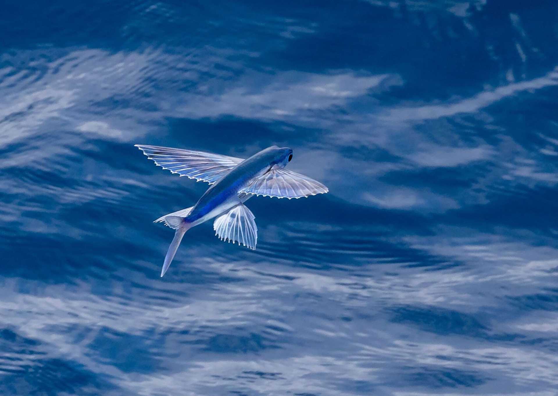 flying fish