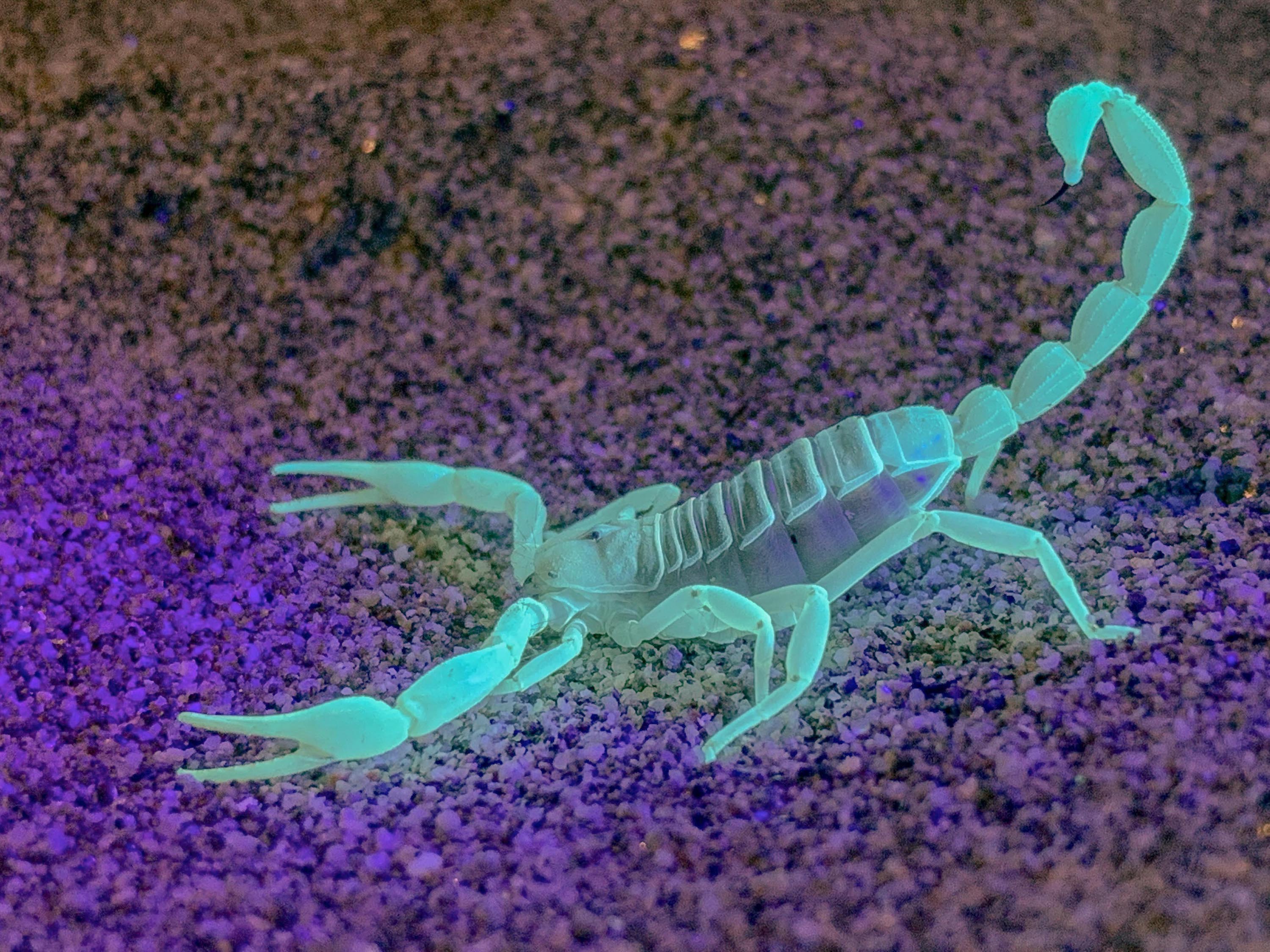 Glowing scorpion in Baja.jpg