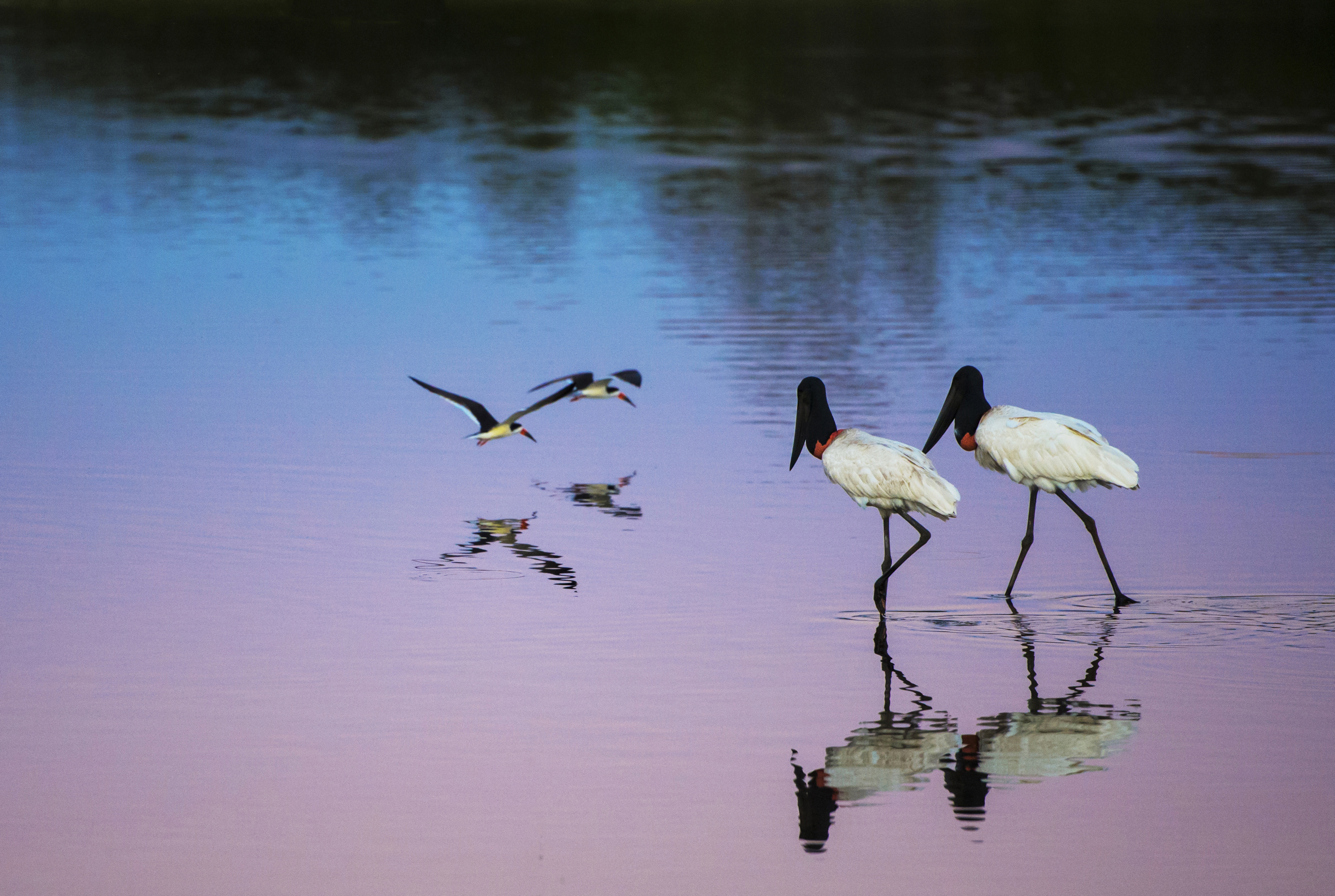 Jabiru stork couple and Skimmer couple on the lake