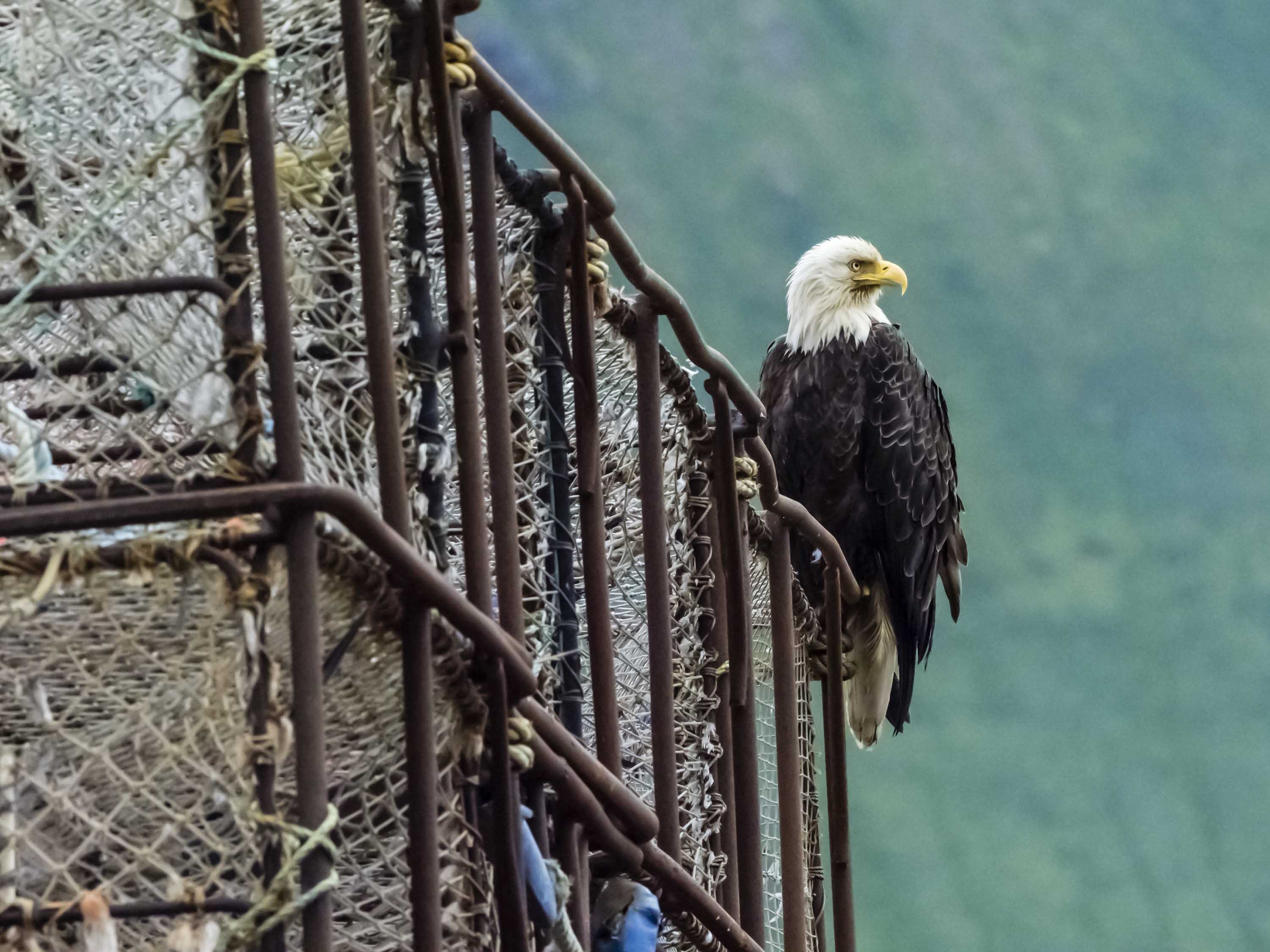 eagle on cage Russia Wildlife.jpg
