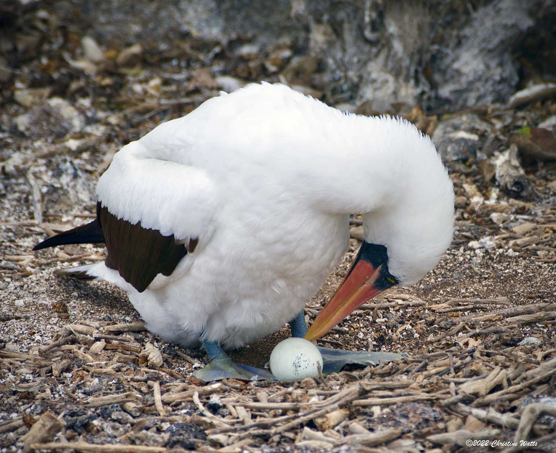 nazca booby