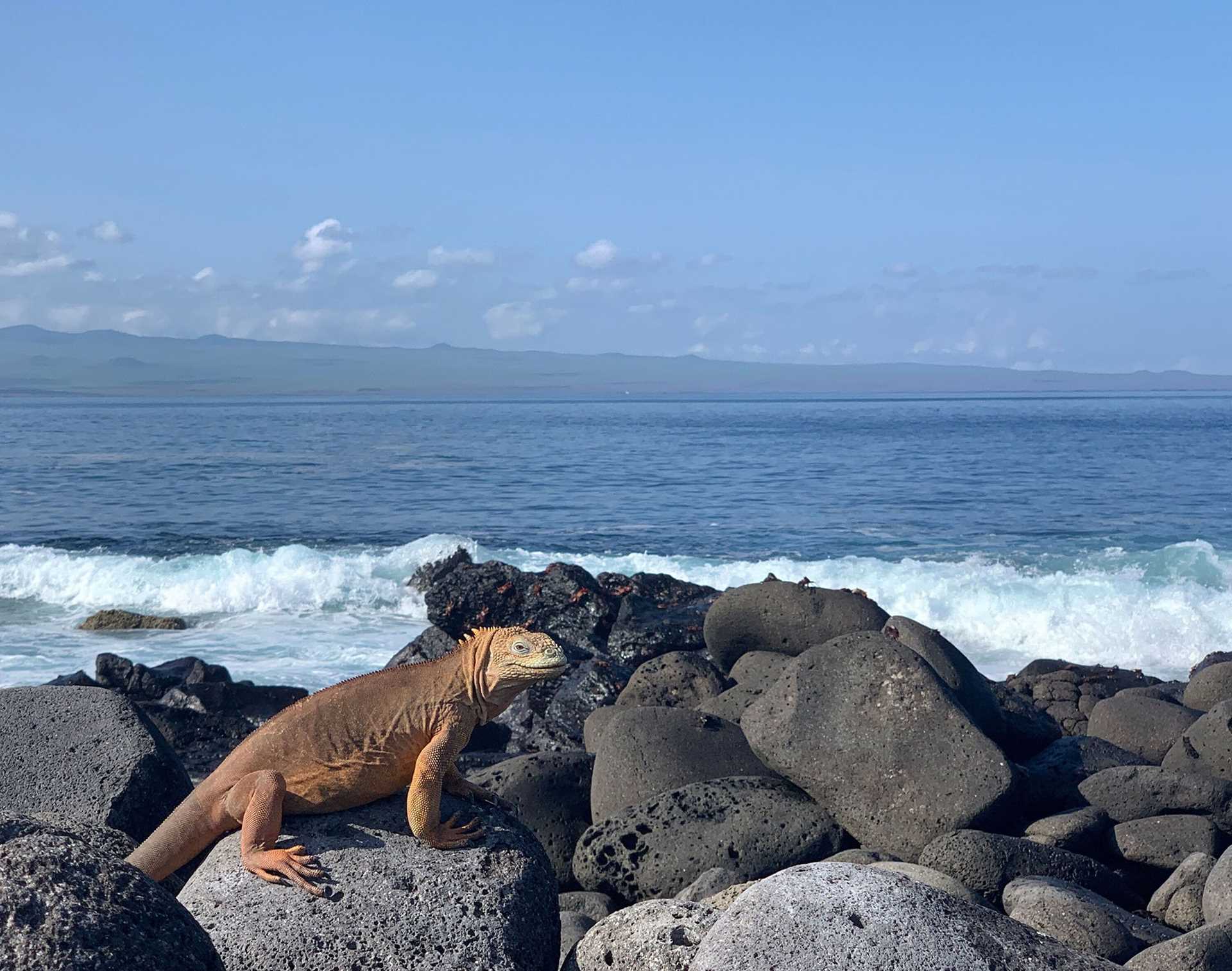 yellow land iguana