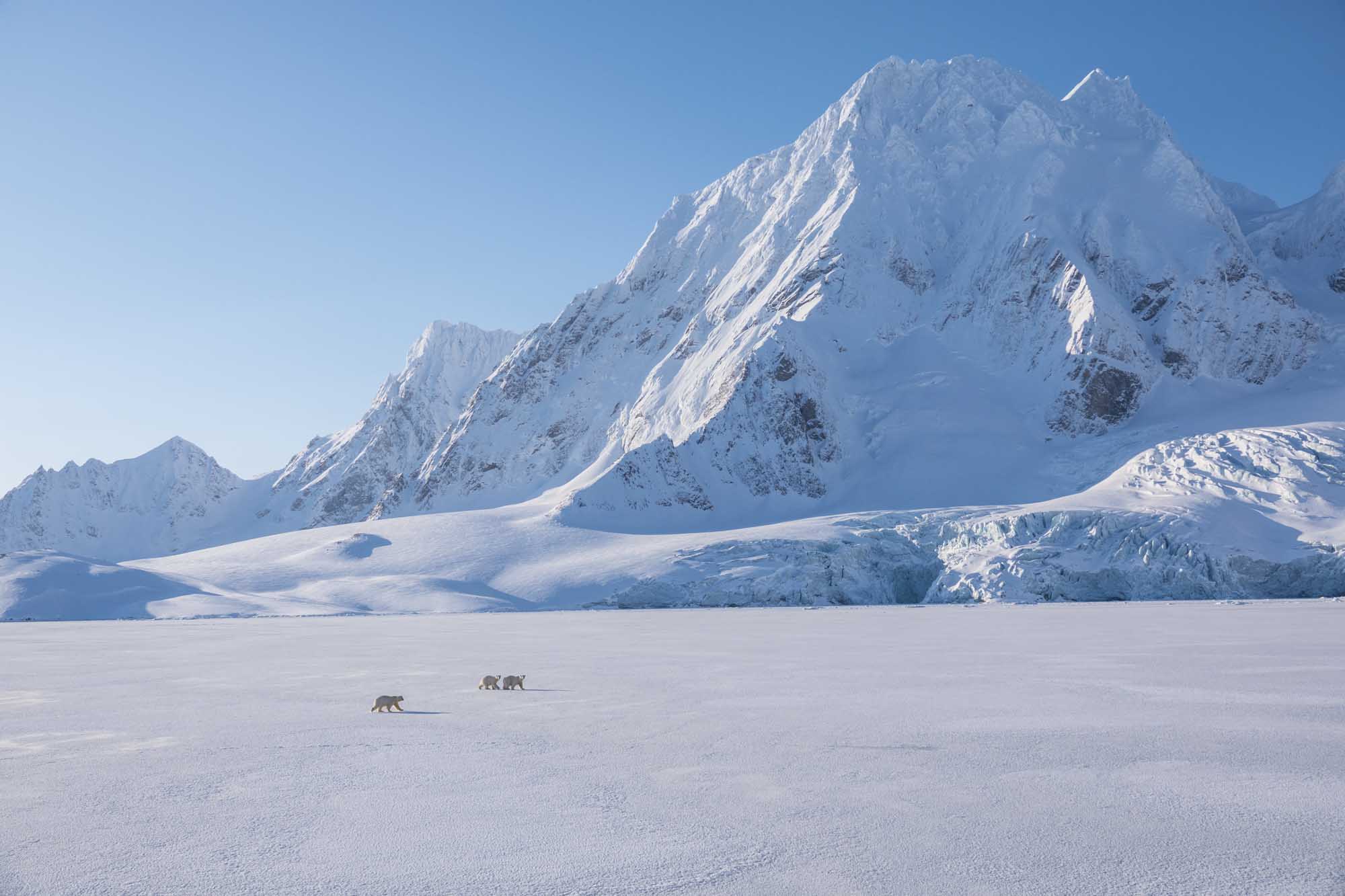 Polar bears on ice in Svalbard.jpg