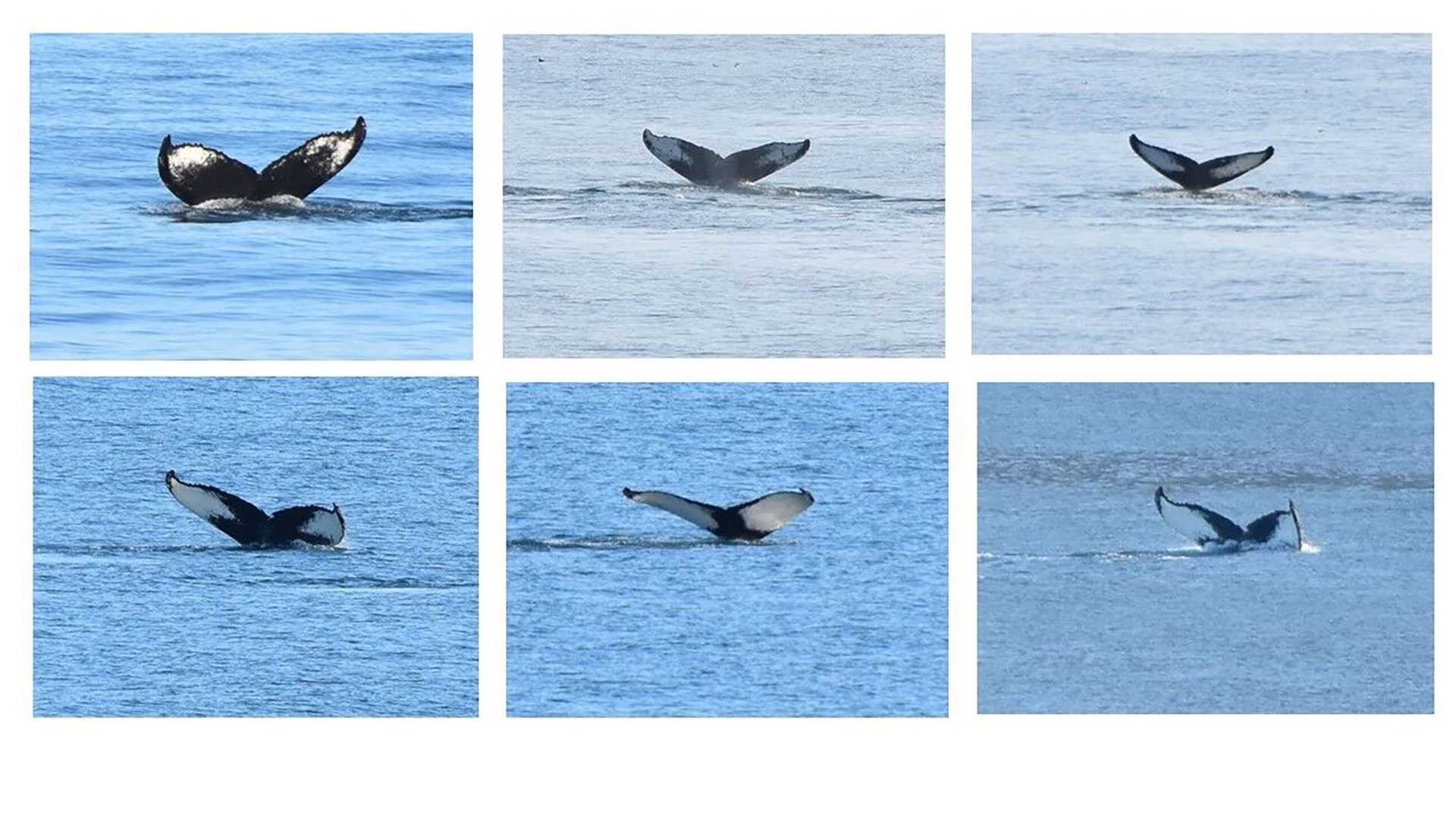 six whale tails 