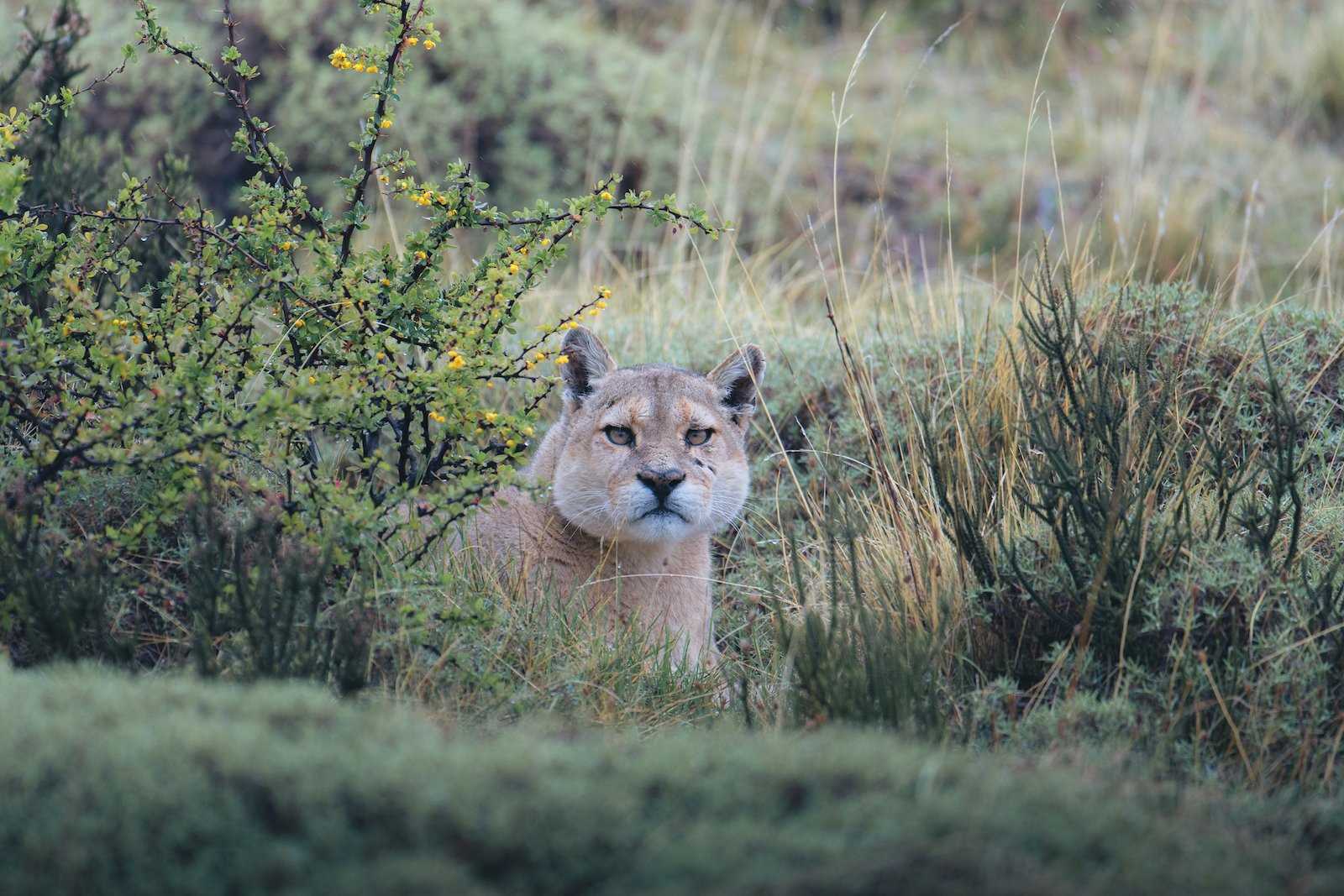 Patagonia Puma Stead.jpg