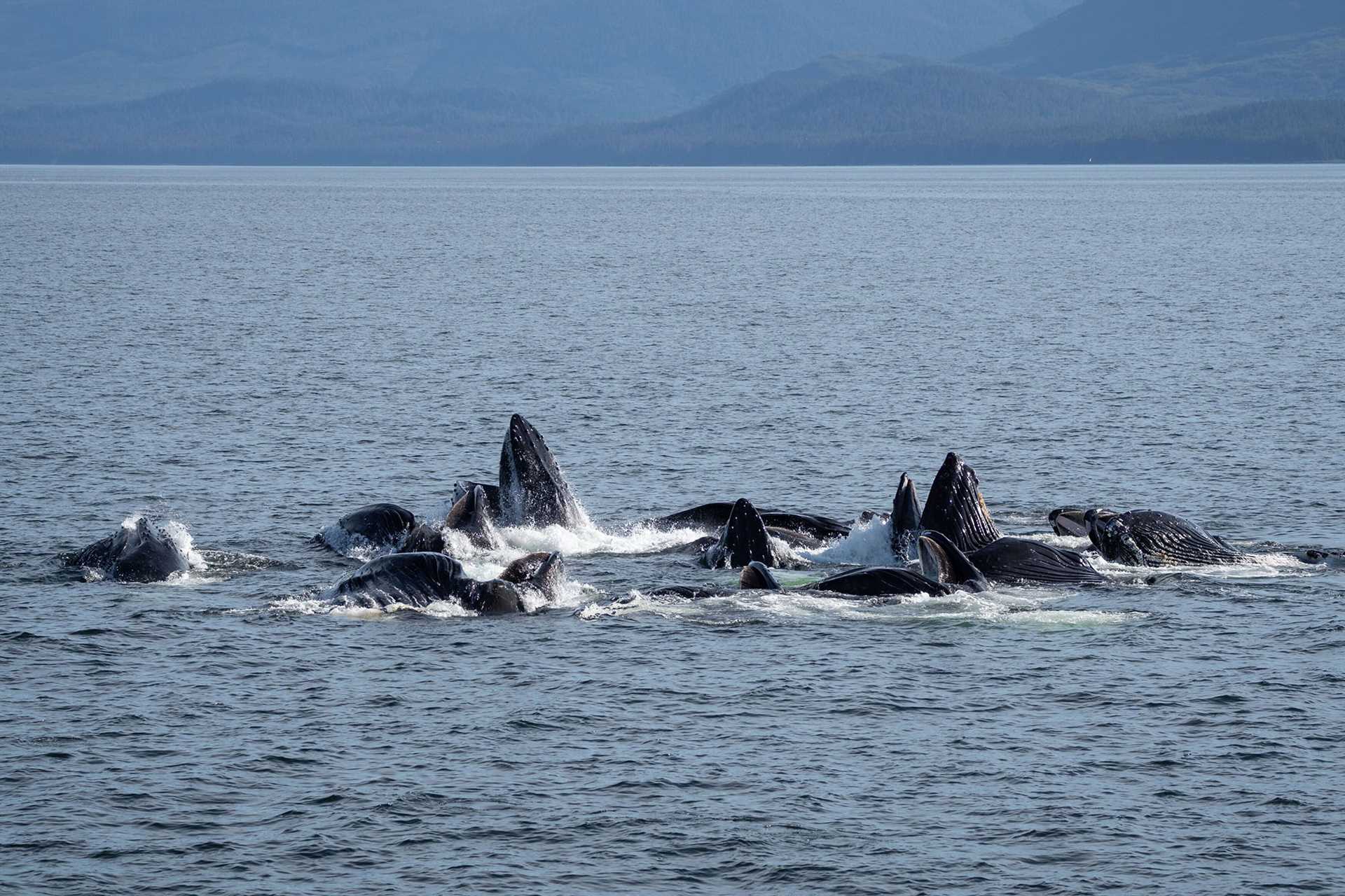 humpback whales