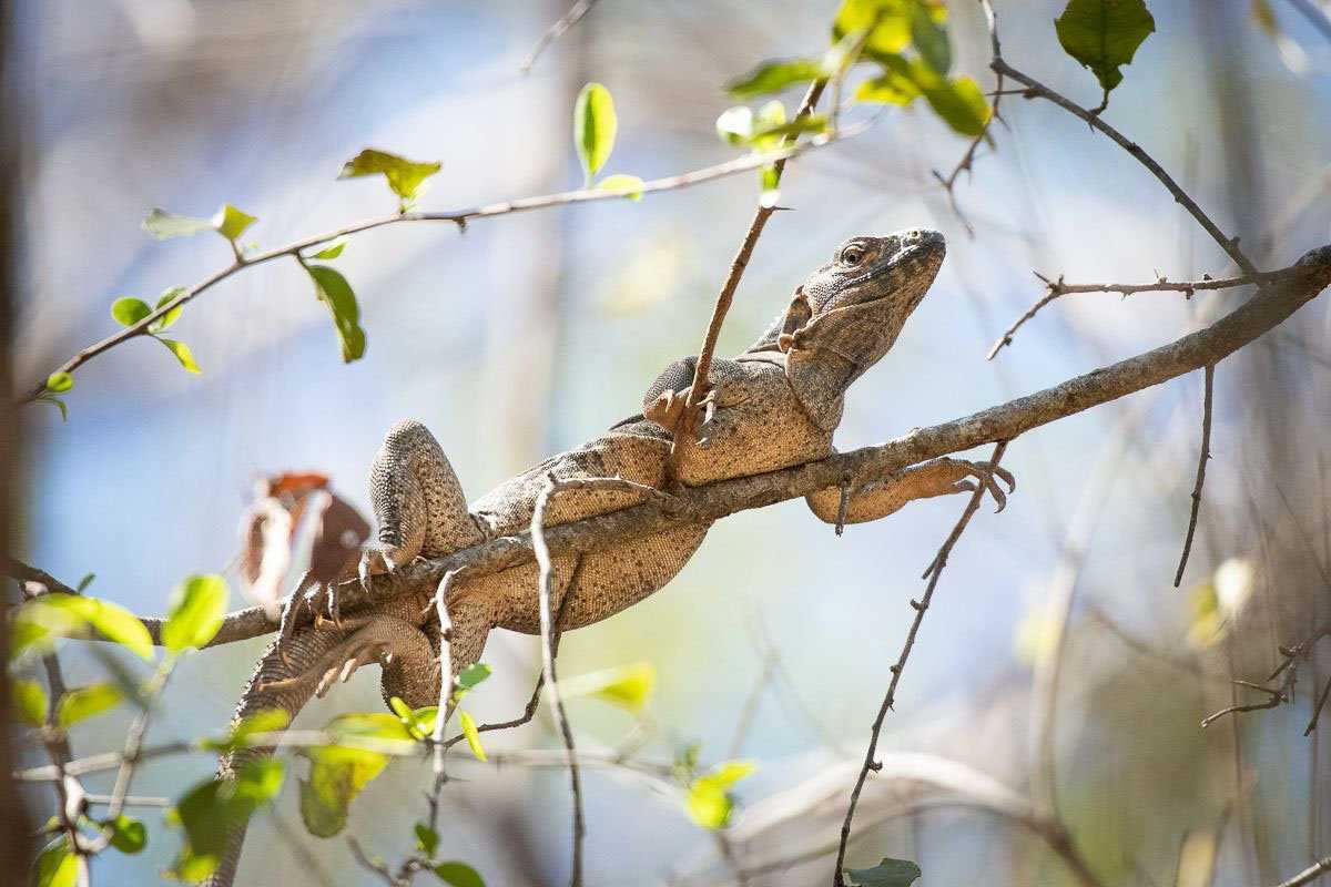 iguana