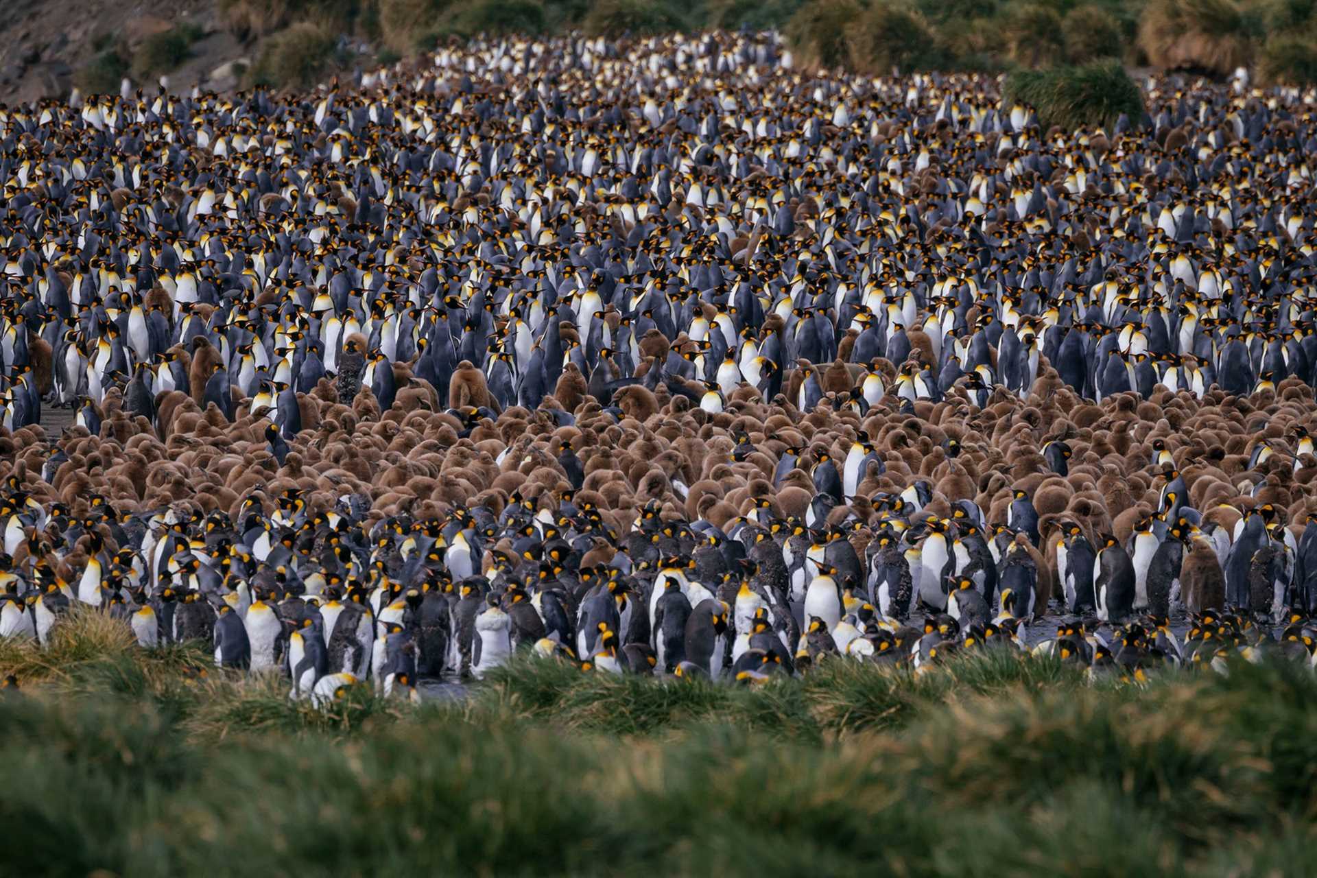 thousands of penguins