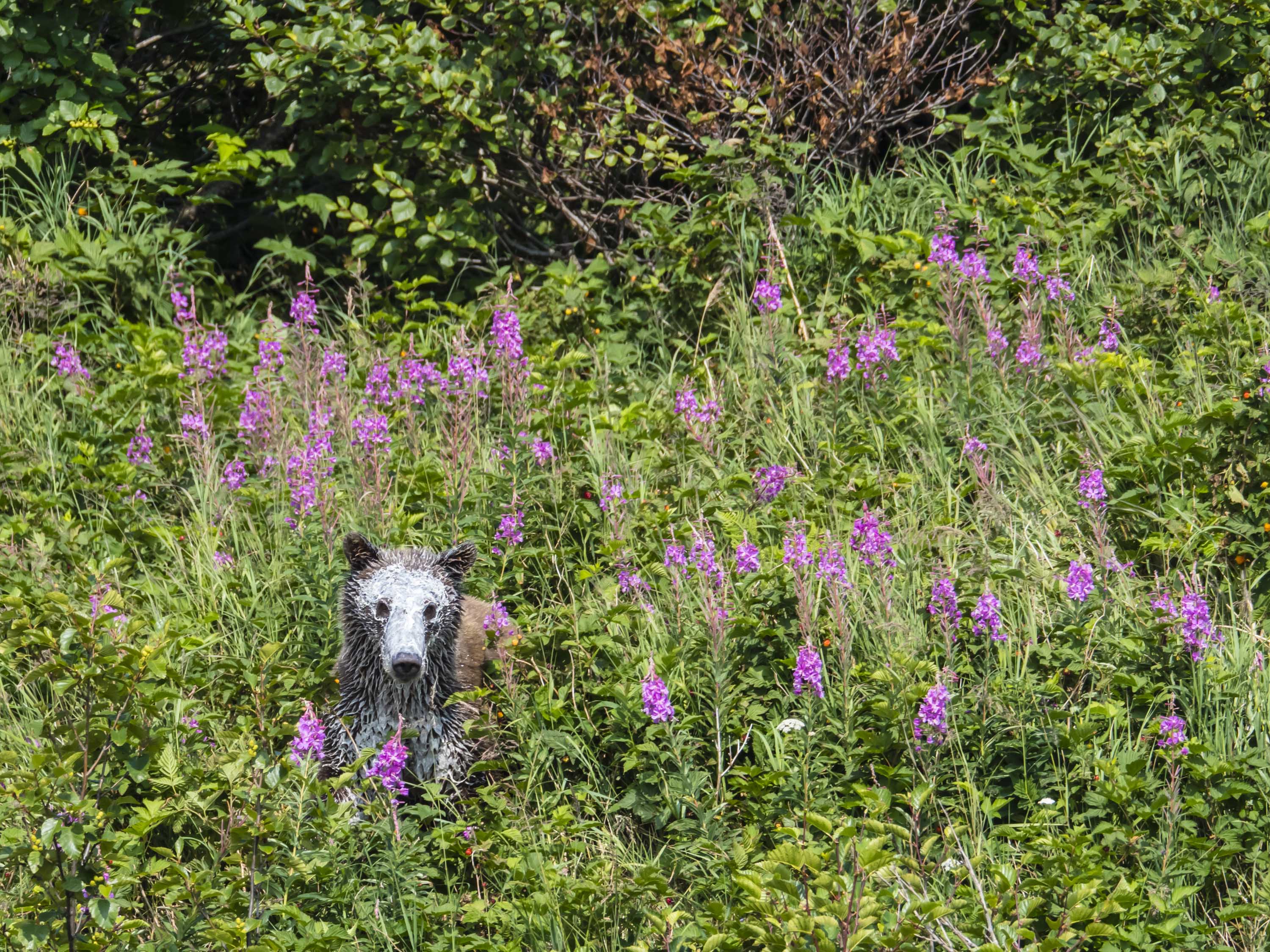 white faced bear in meadow.jpg