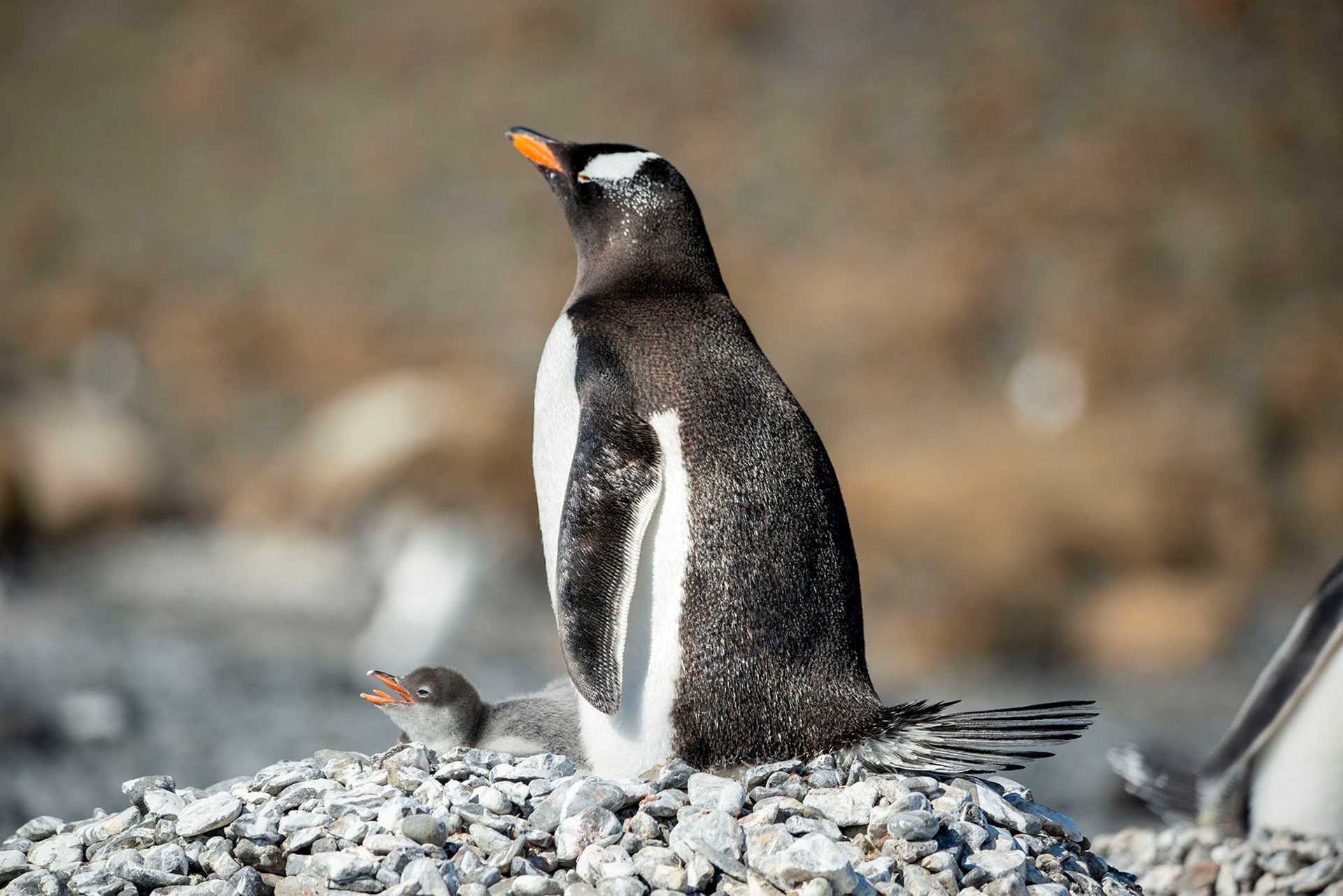 penguin amid pebbles