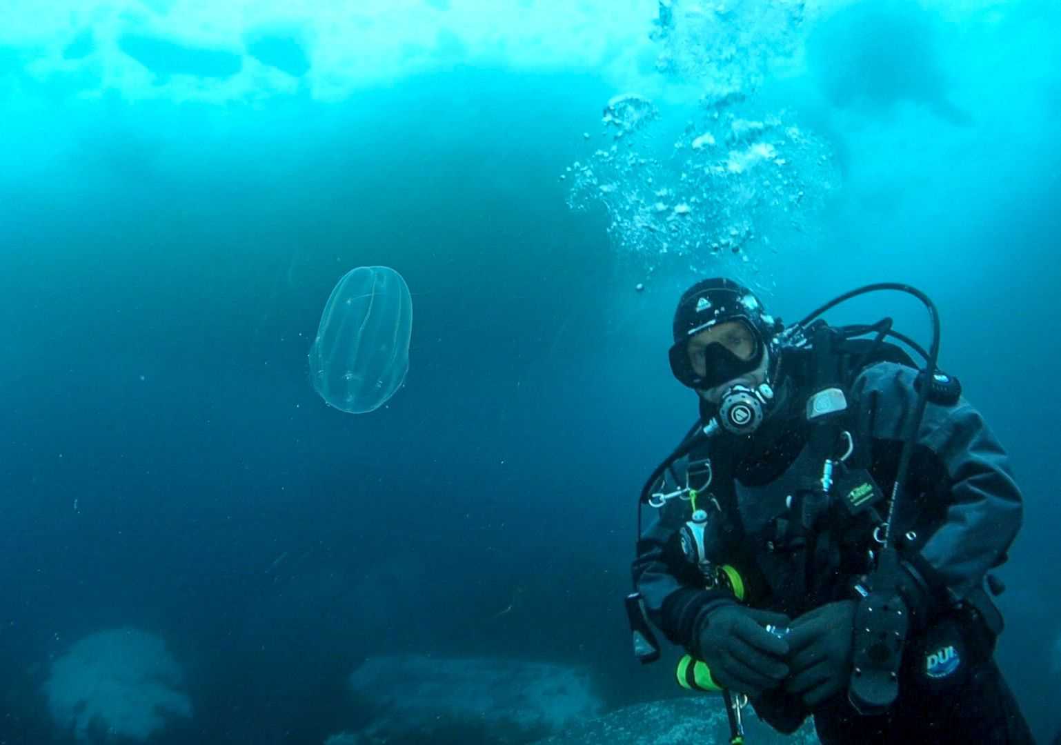 diver with jellyfish