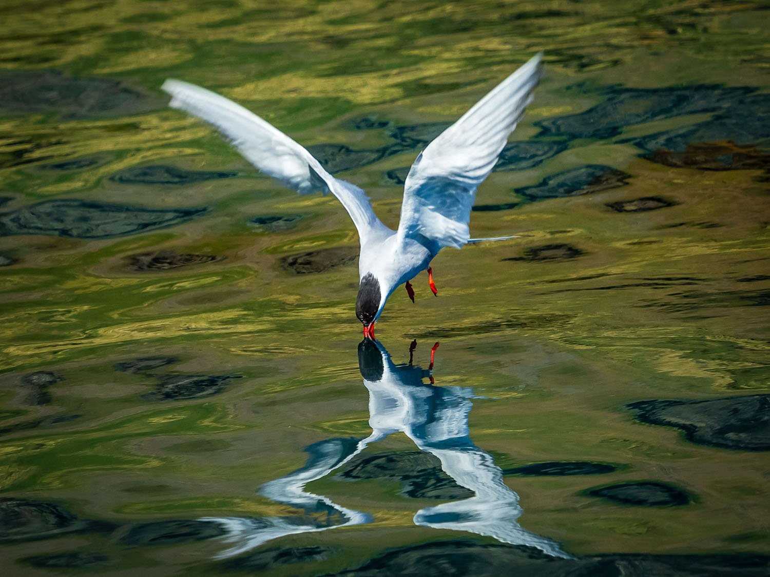 tern on water