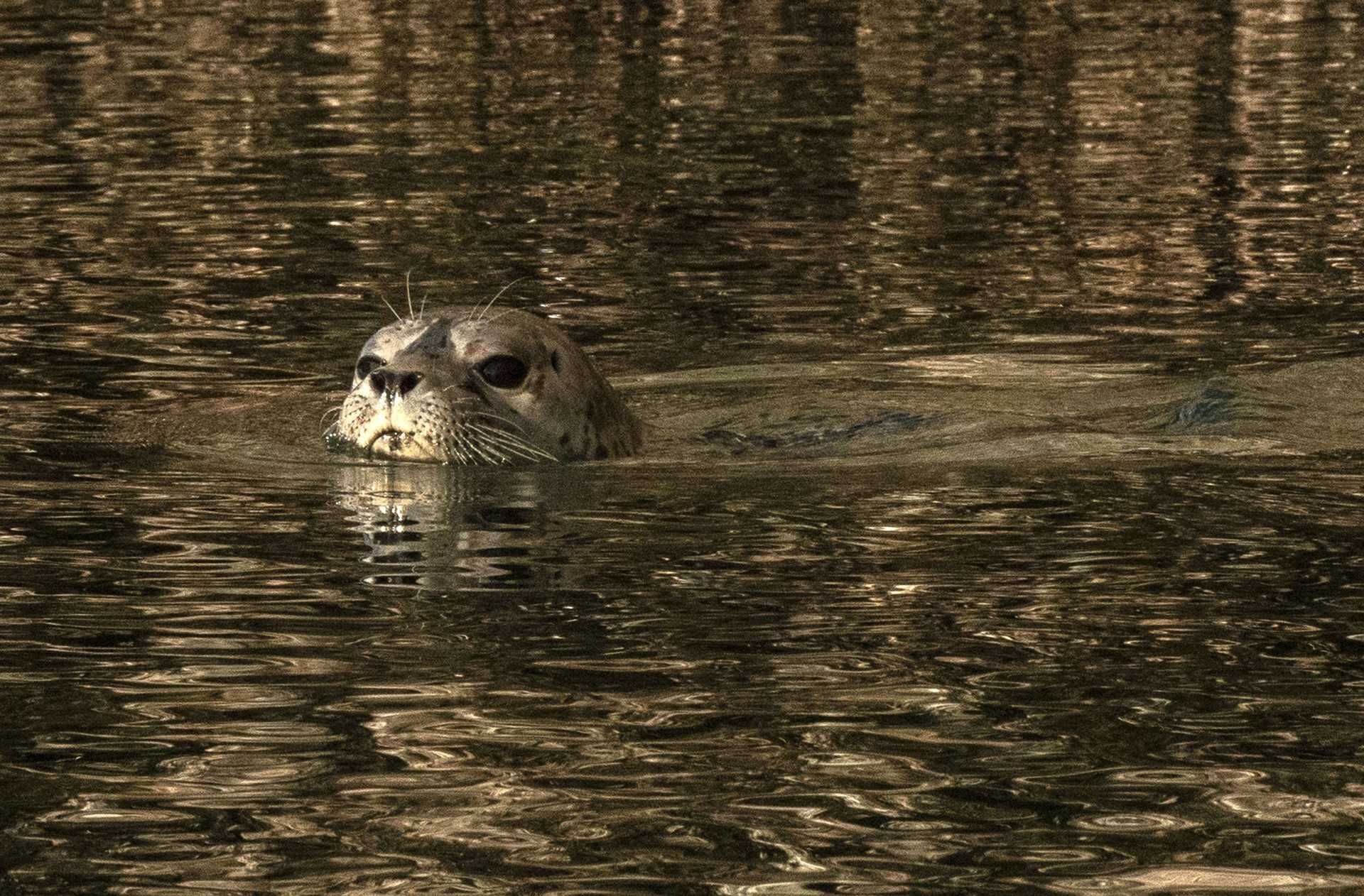 harbor seal