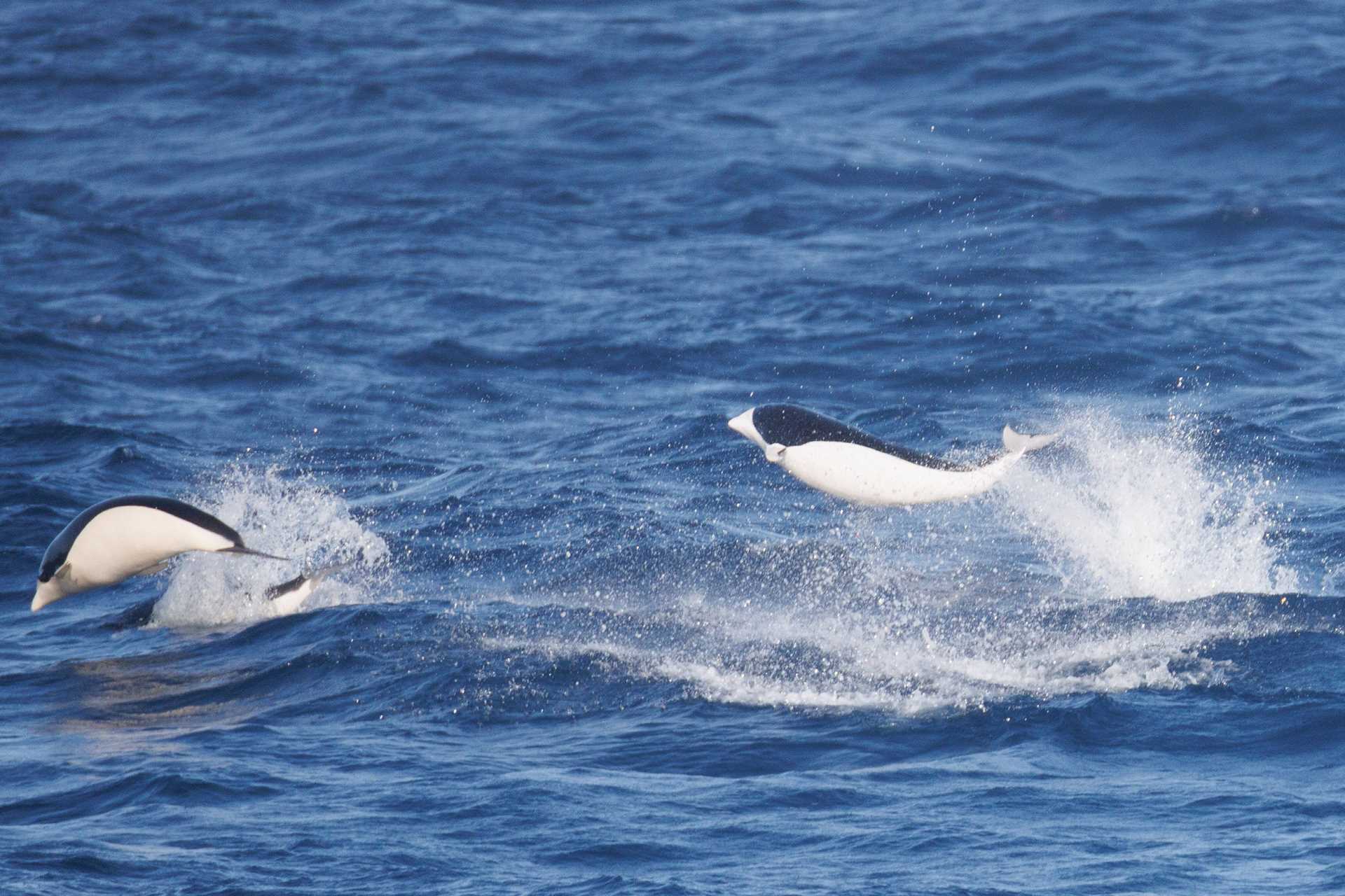southern right whale dolphins