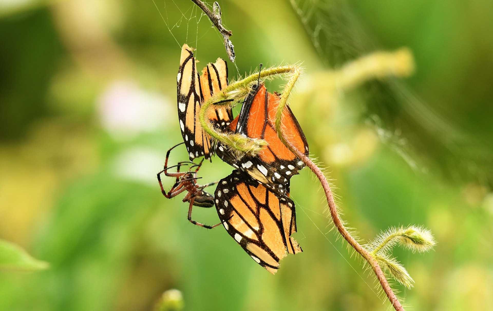 spider eating a butterfly