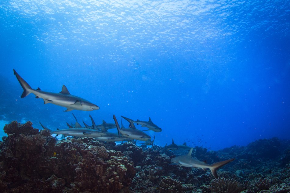 Reef sharks in French Polynesia.jpg