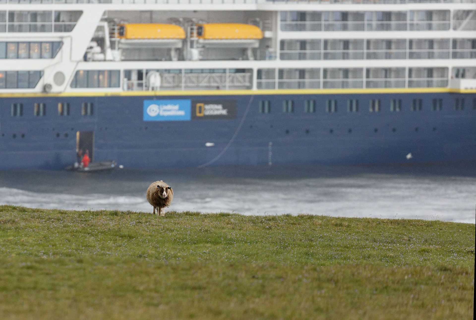 sheep in front of ship