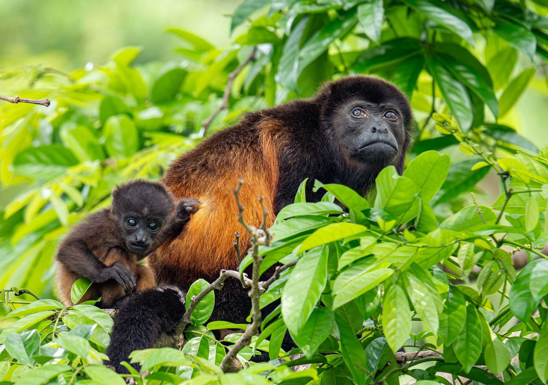howler monkey and baby