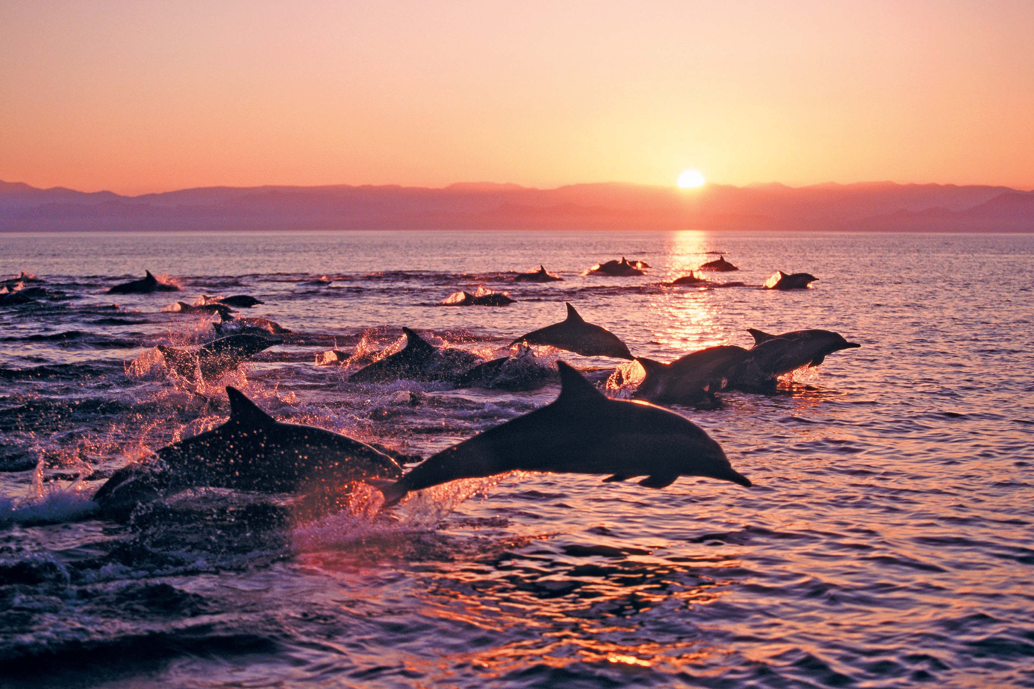 A pod of dolphins at sunset.jpg
