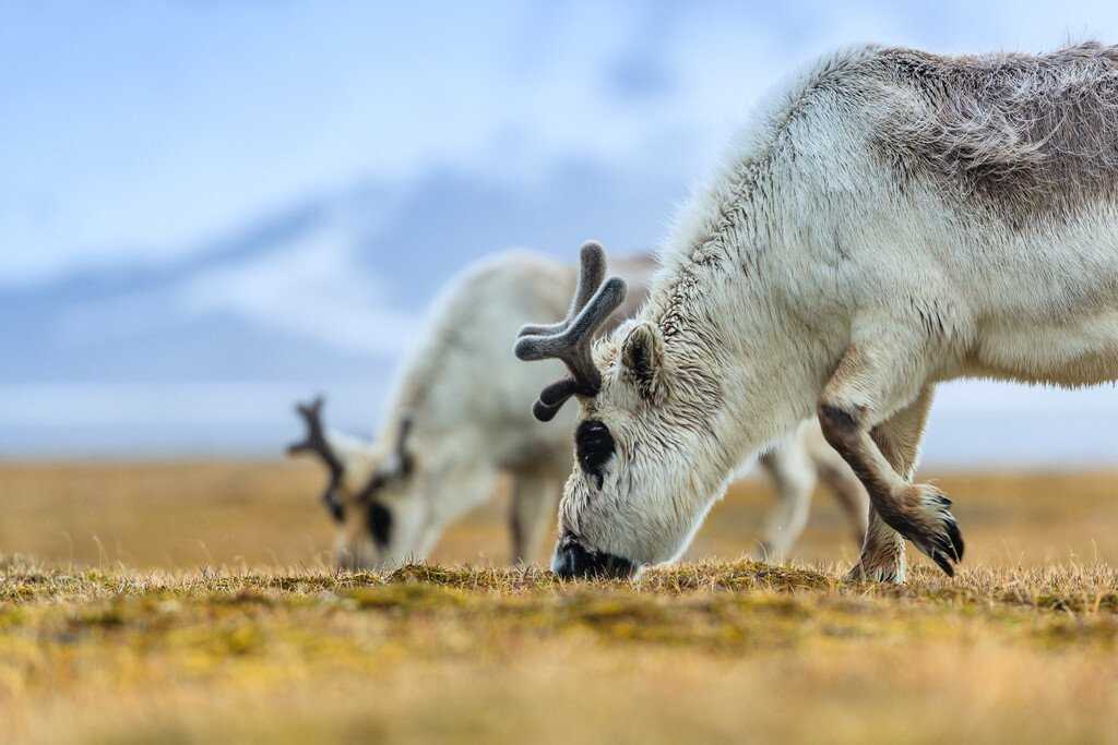 Two reindeer grazing at Edge Island, Svalbard, Norway