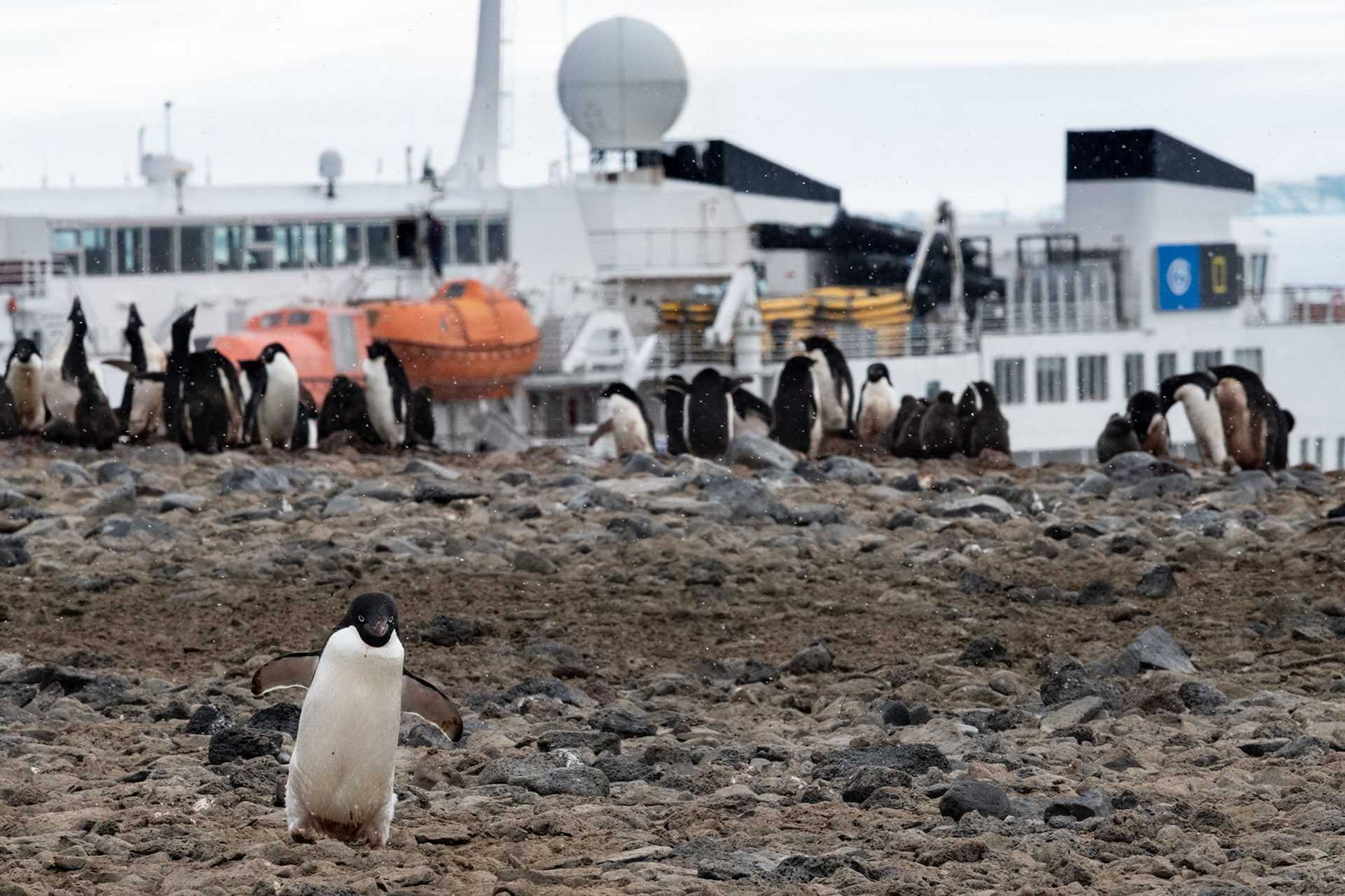penguin on beach with ship in background