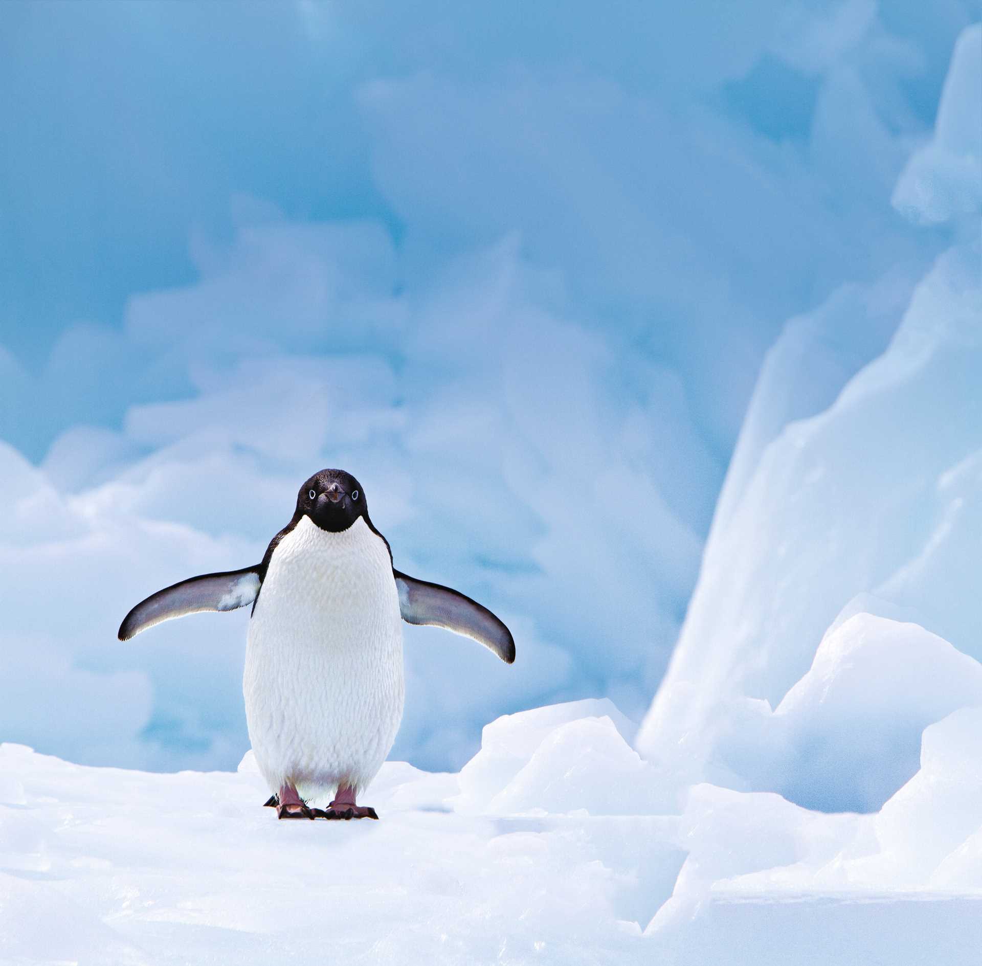 Adélie penguin walks on an iceberg