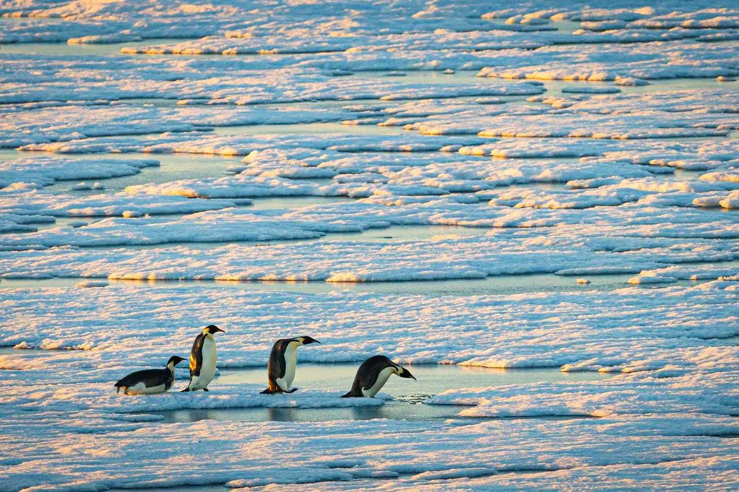 penguins