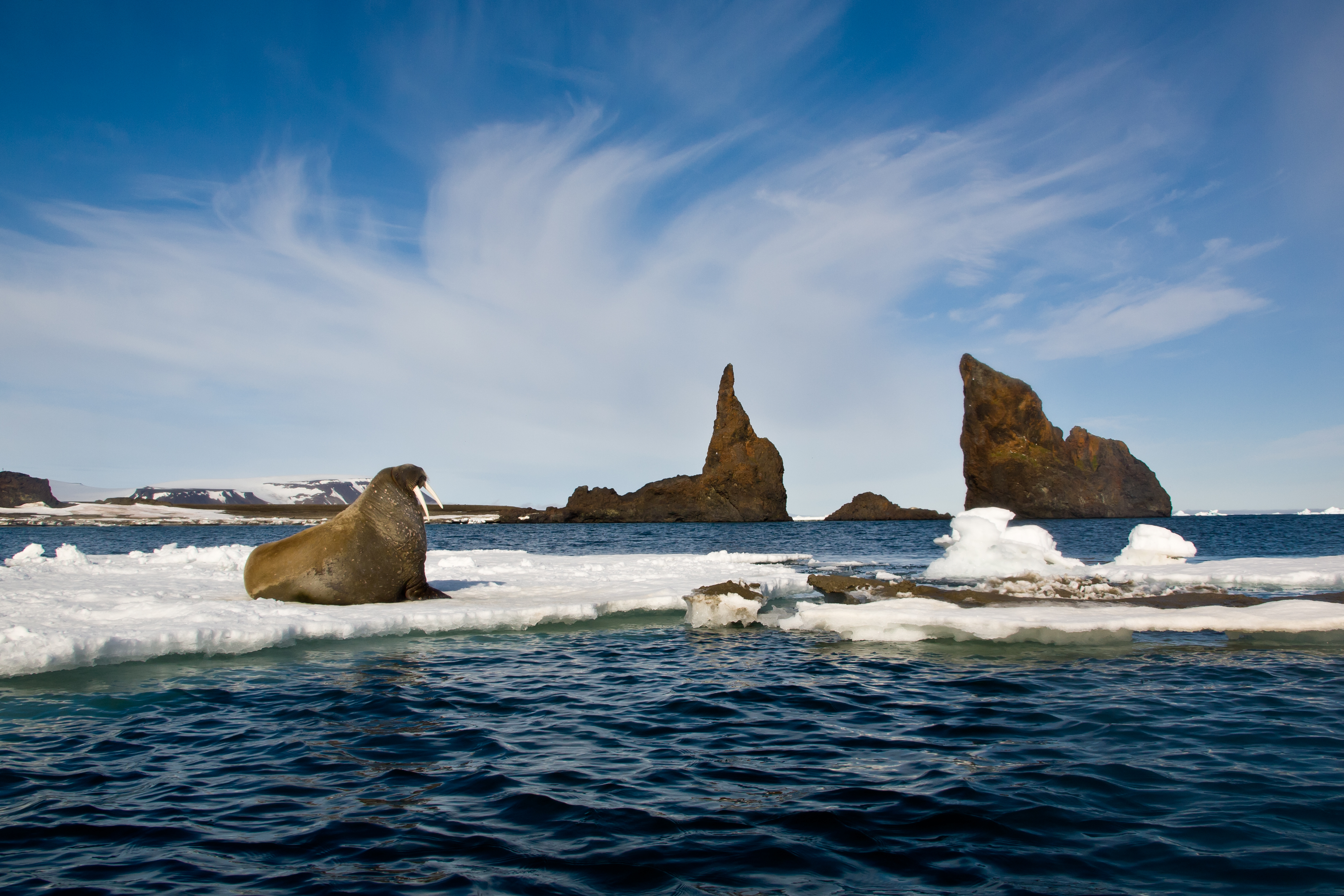 Walrus on an ice flow Franz Josef Land